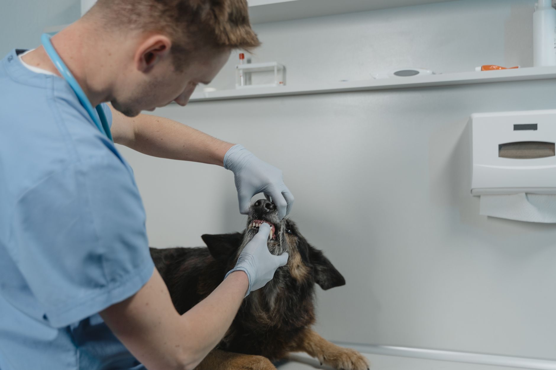 Persona cepillando los dientes a un perro con cepillo dental específico