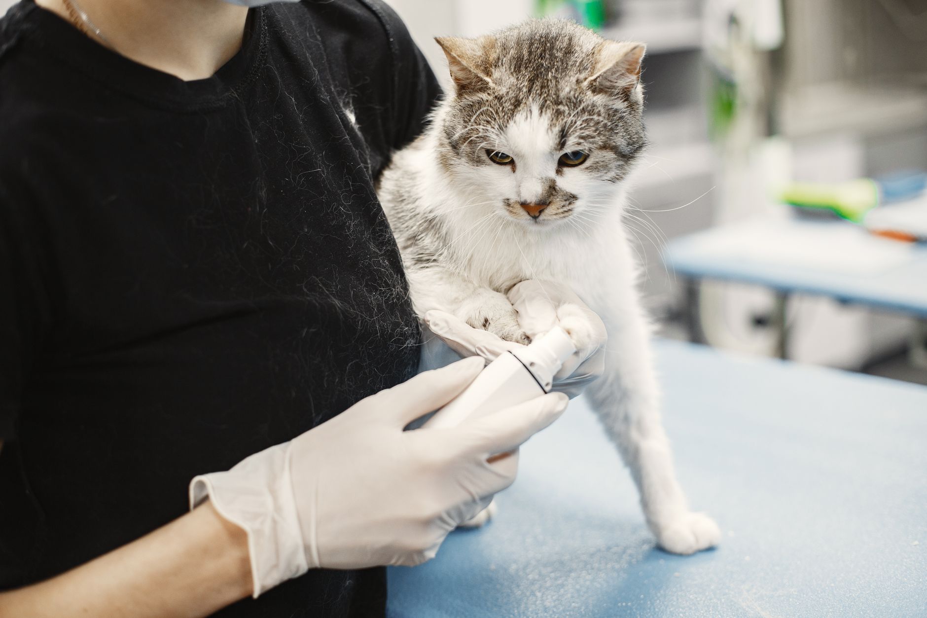 Veterinario revisando la boca de un gato durante exploración dental