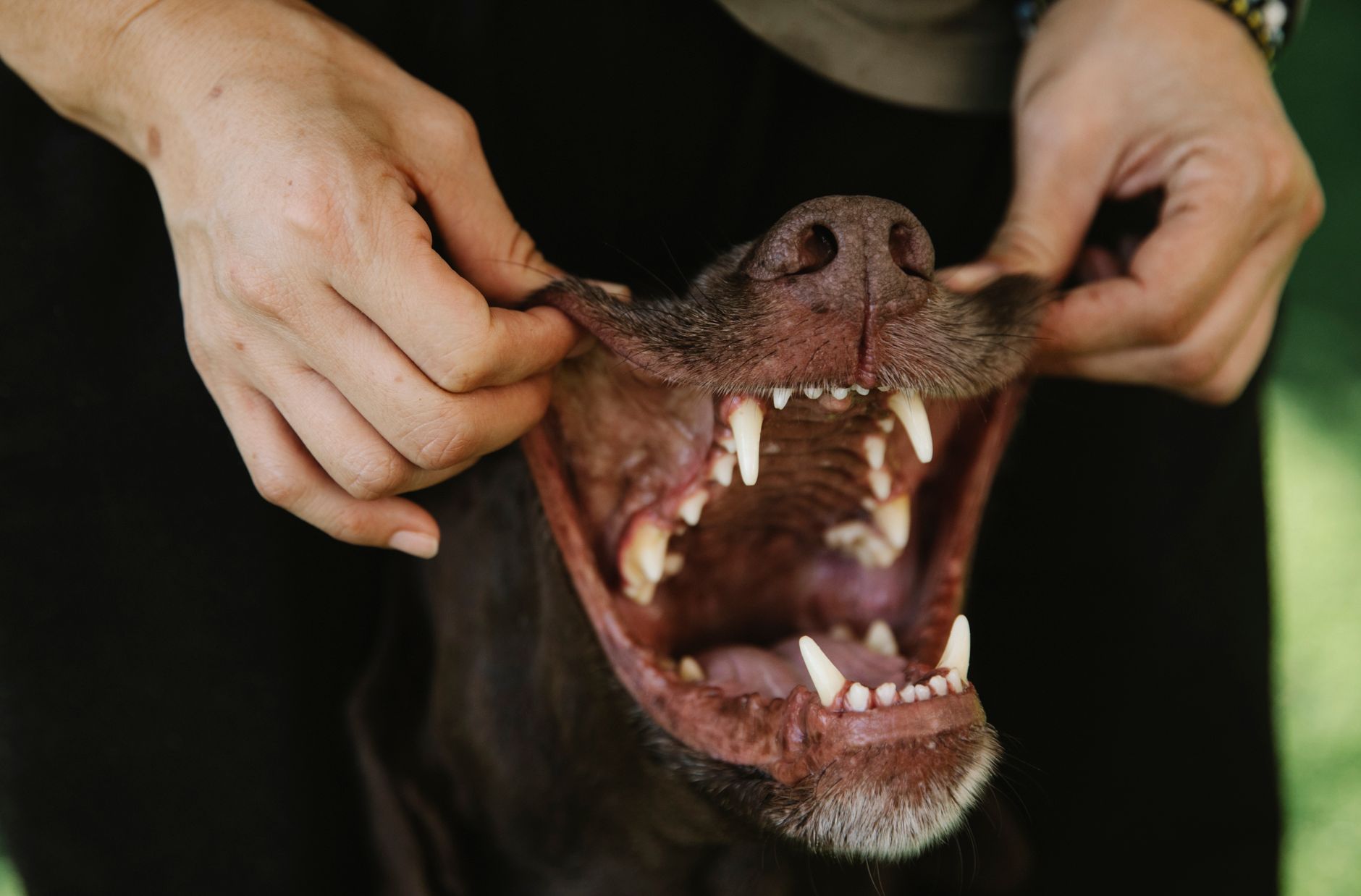 Perro con la boca abierta mostrando dientes sanos y limpios