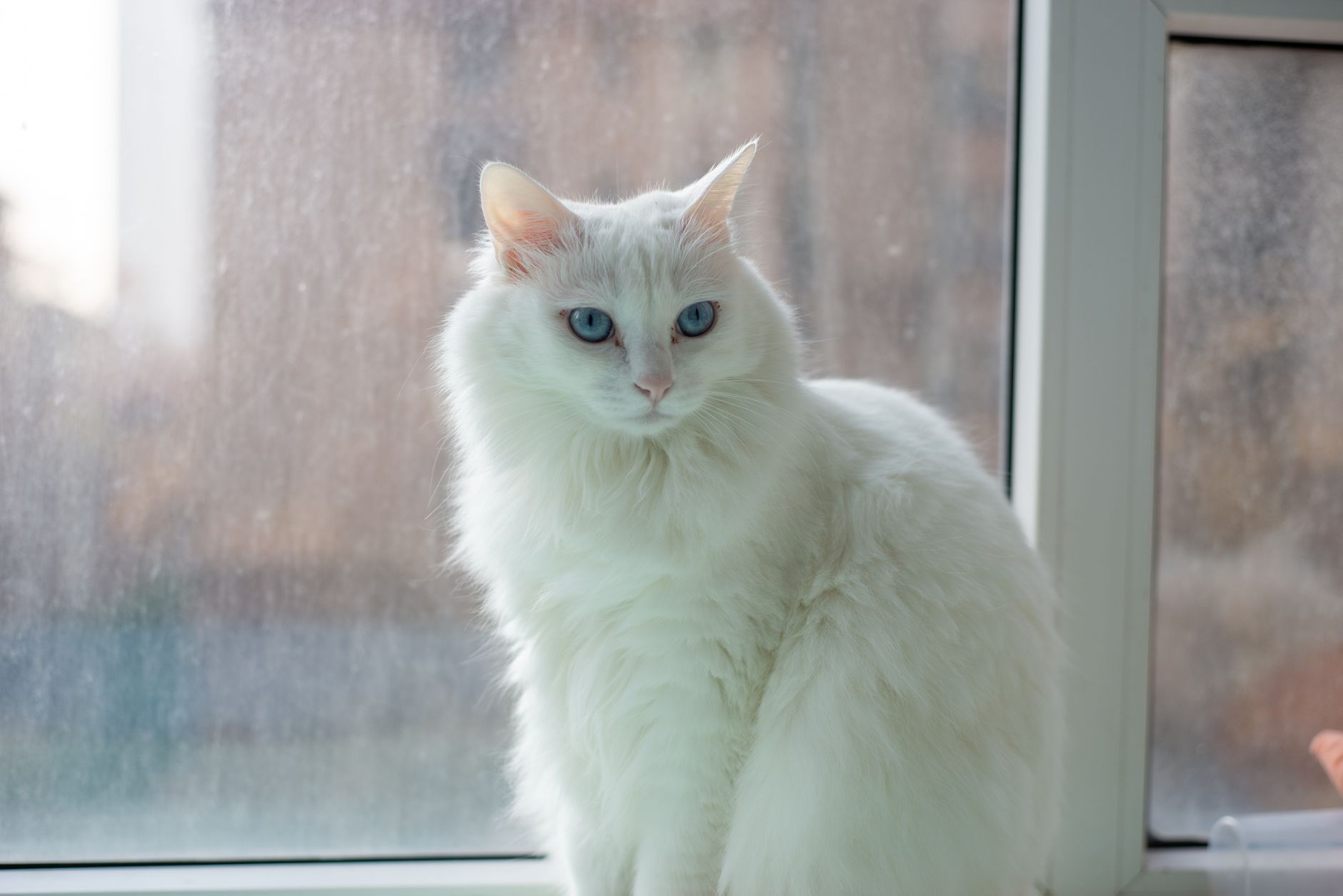 Gato Angora Turco