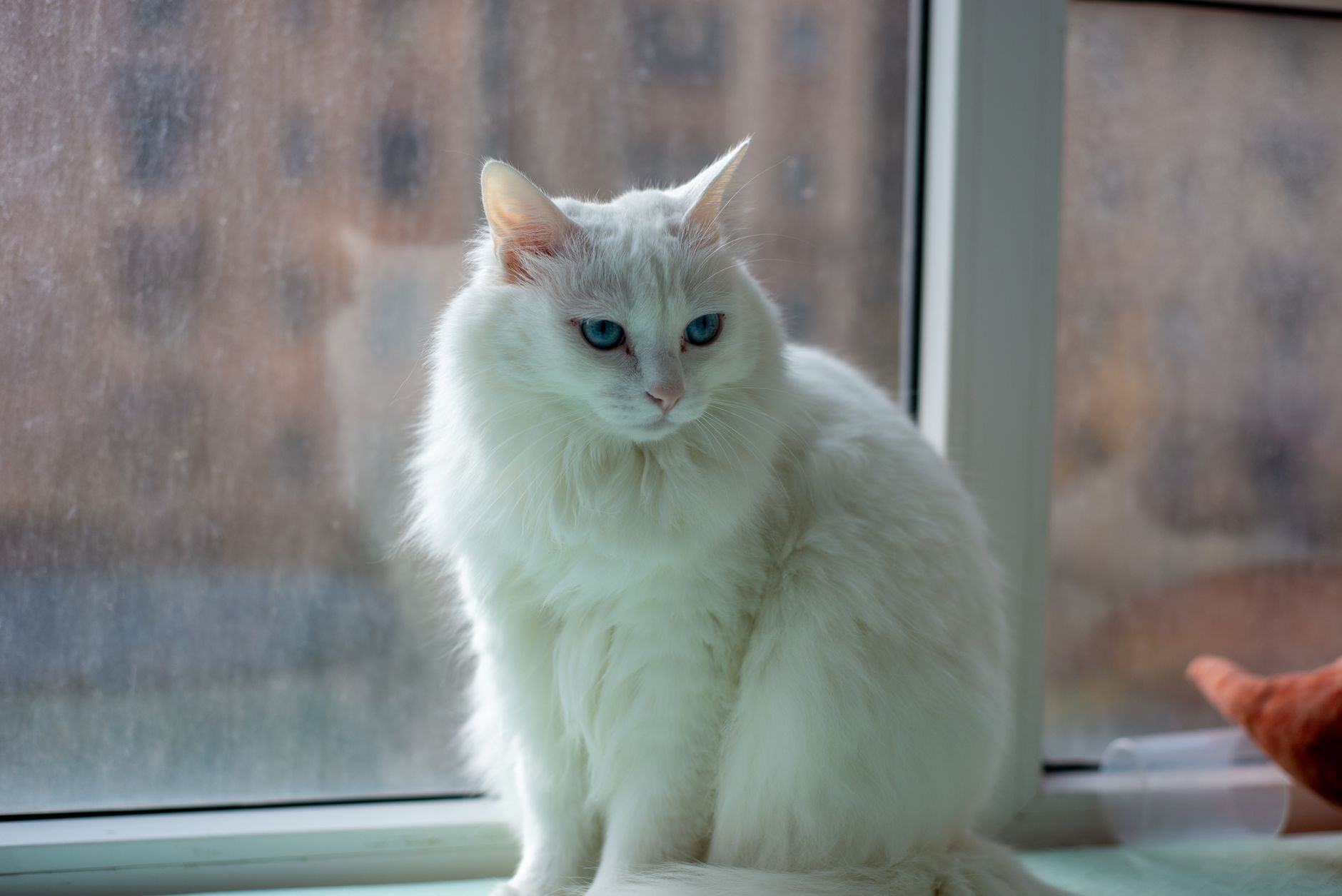 Gato Angora con ojos azules y pelaje blanco esponjoso