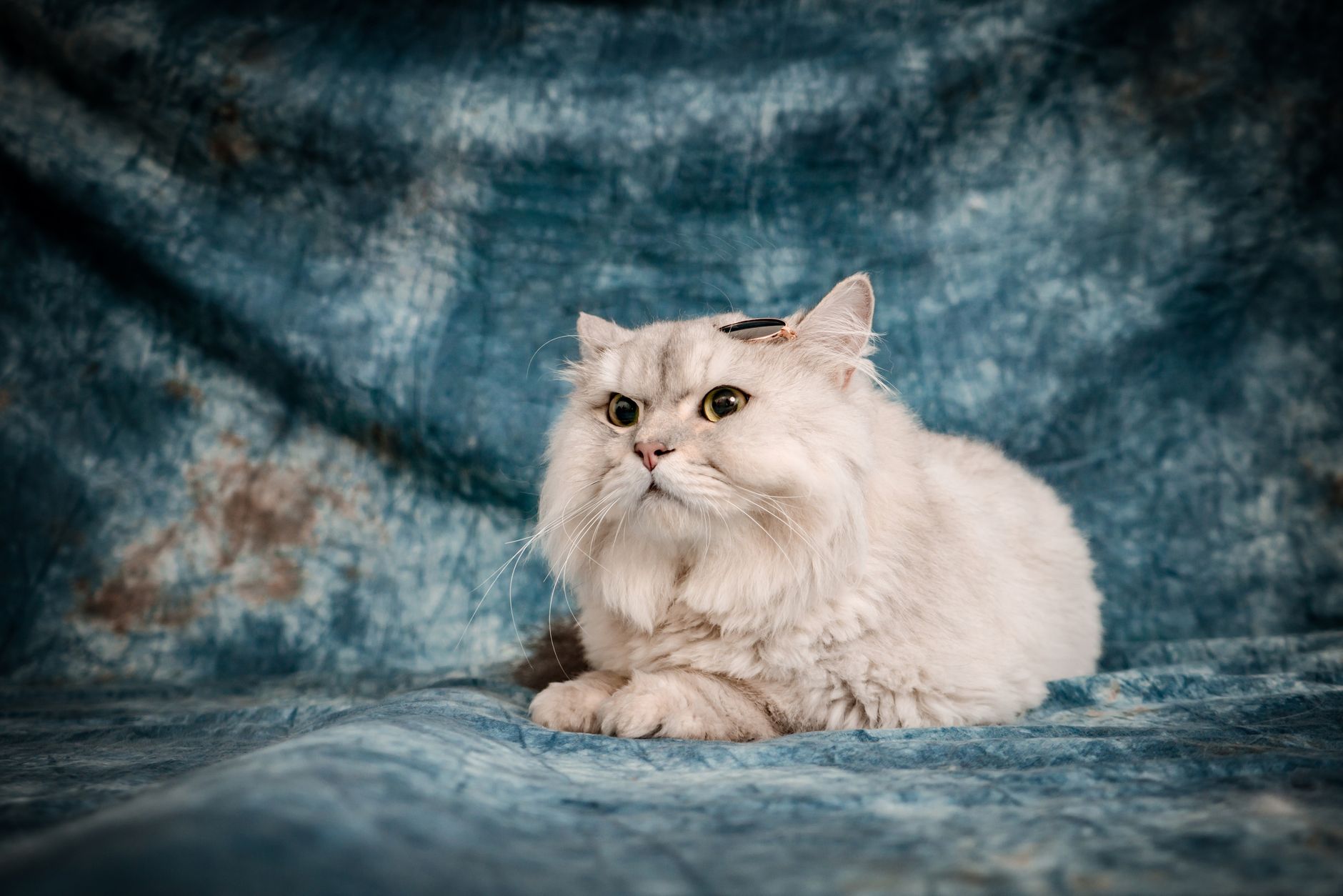 Retrato elegante de gato blanco de pelo largo en estudio fotográfico
