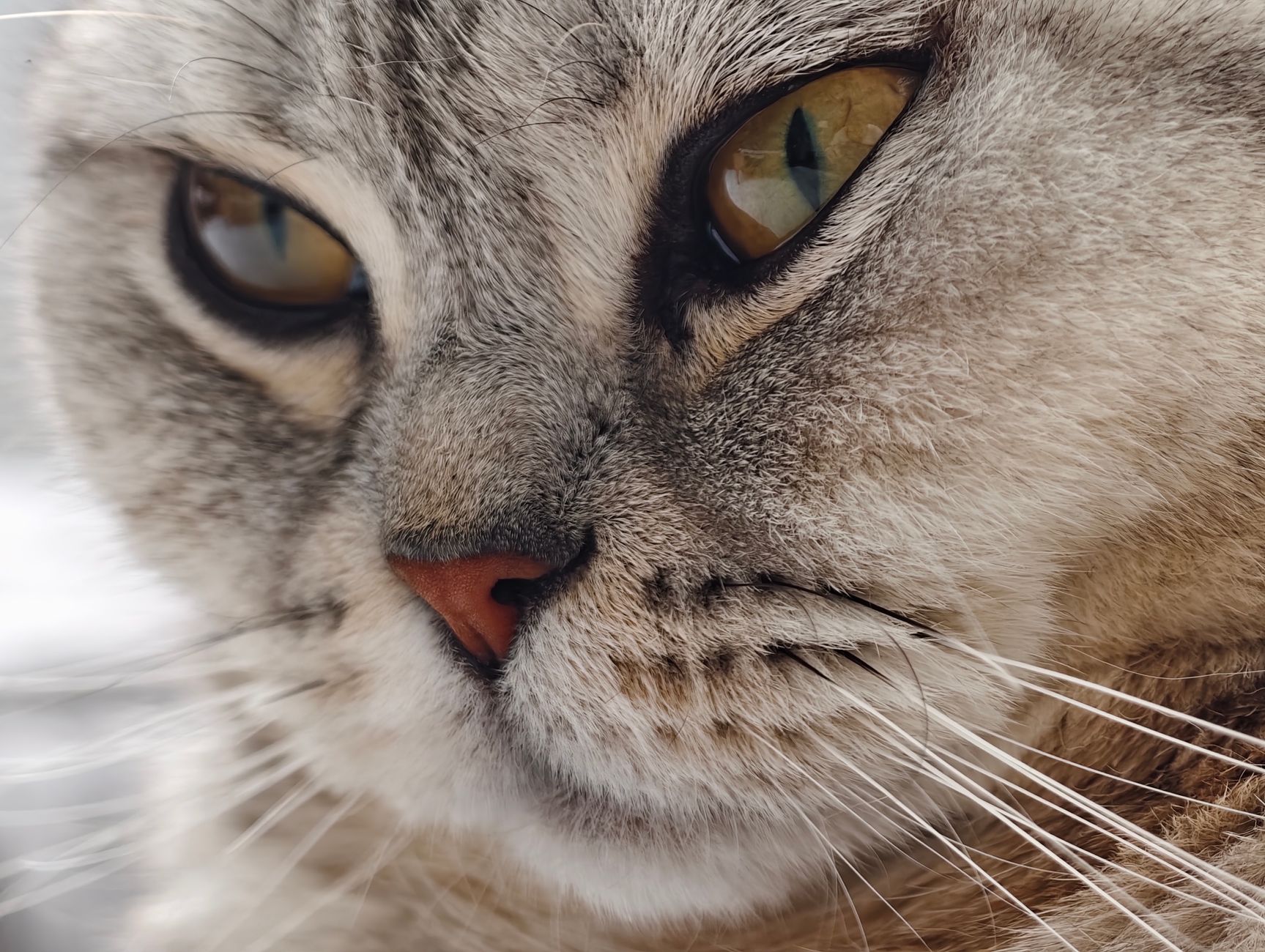 Primer plano de la cara redonda de un Gato Británico de Pelo Corto