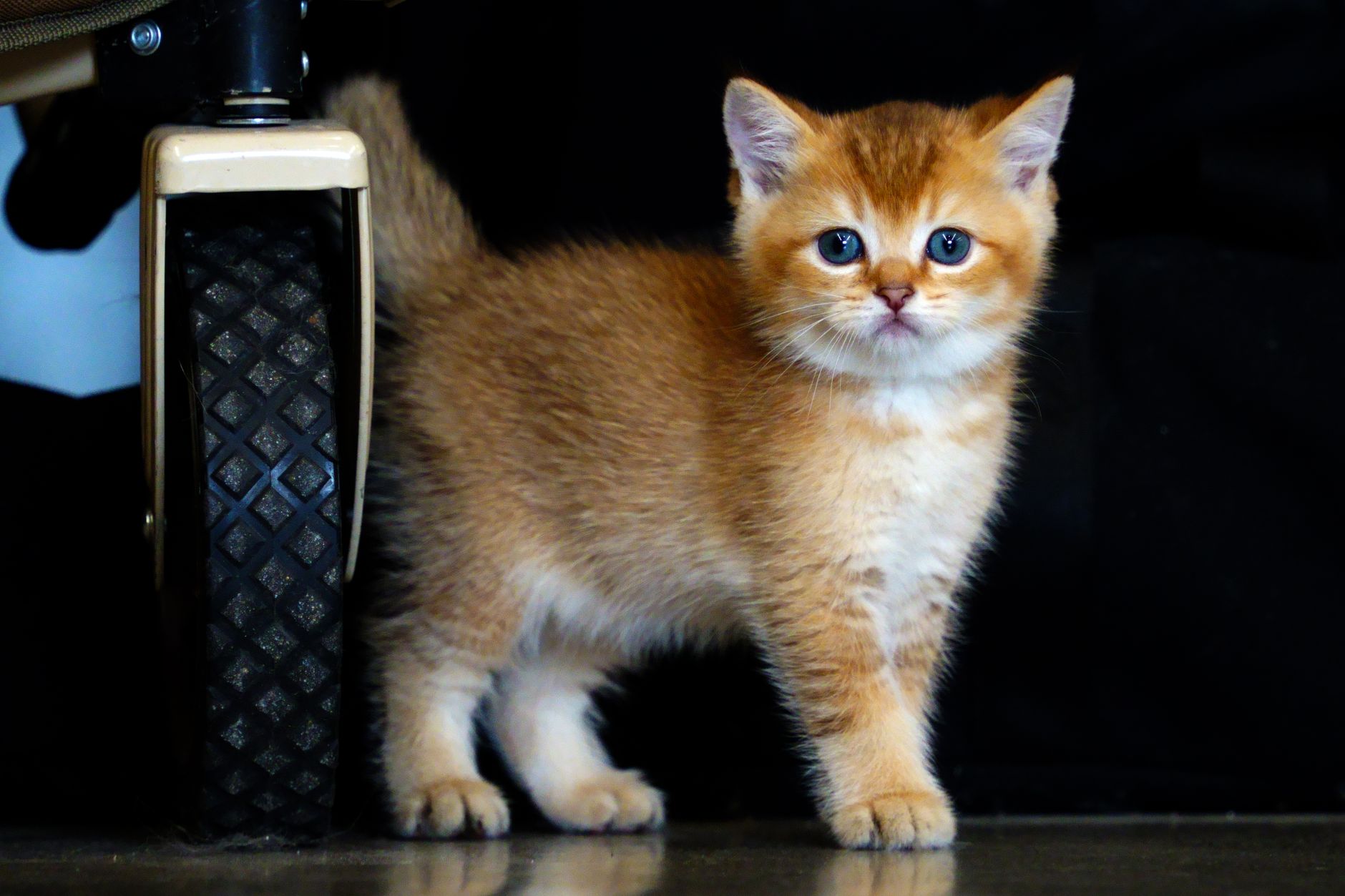 Cachorro de Gato Británico de Pelo Corto jugando