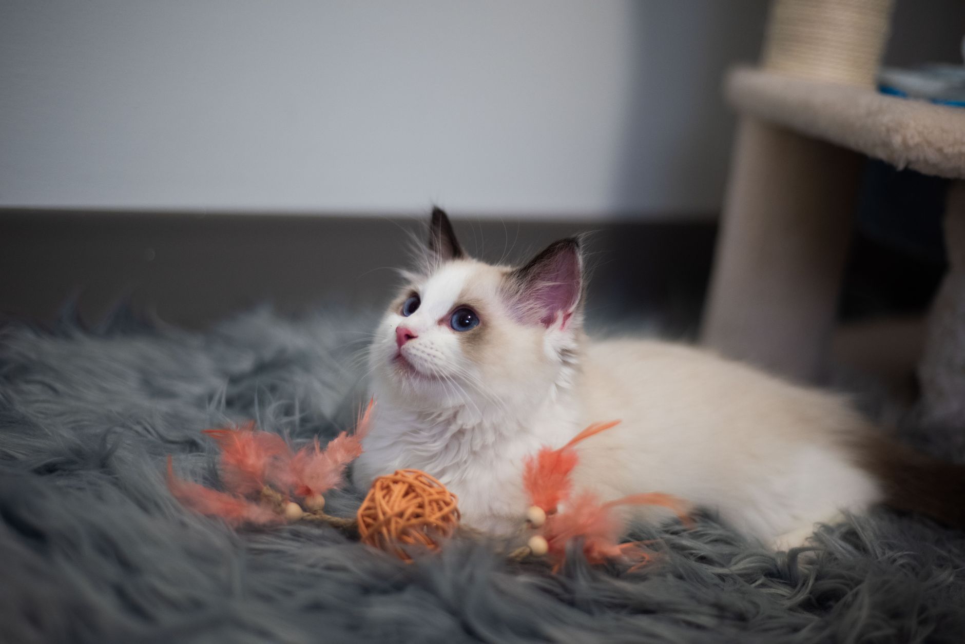 Gatito Ragdoll jugando en interior con juguete de varita