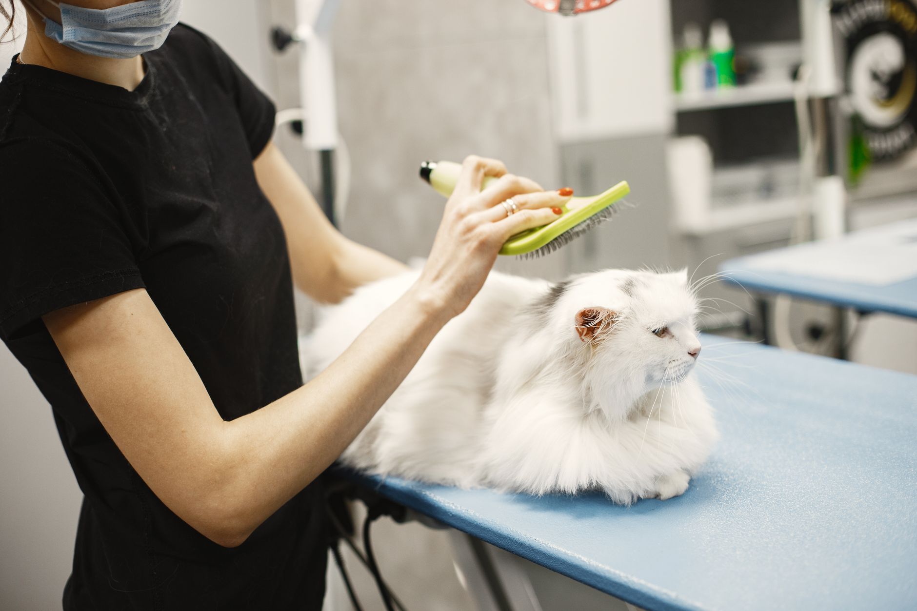 Cuidado del pelaje de un gato con cepillo suave