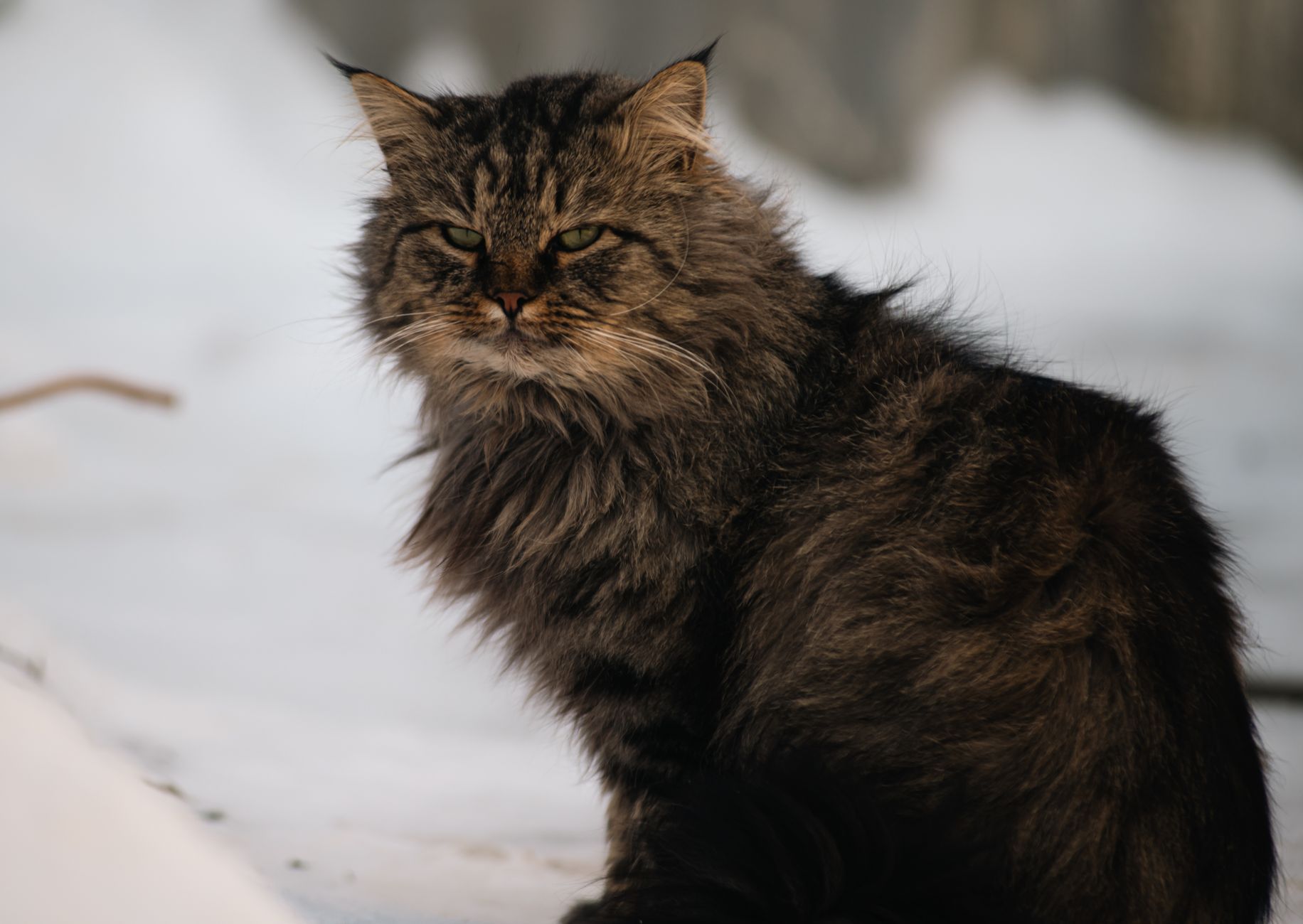 Gato Siberiano de pelaje semilargo y complexión robusta