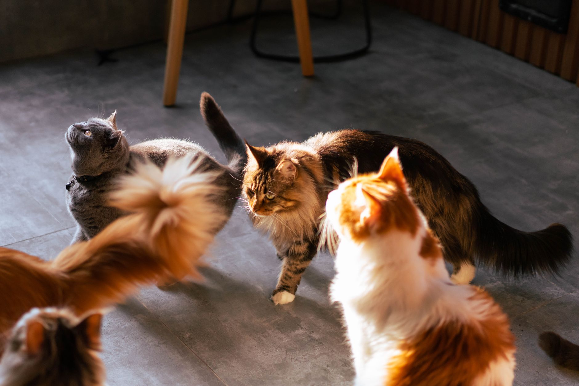 Gato Siberiano jugando activamente en interior
