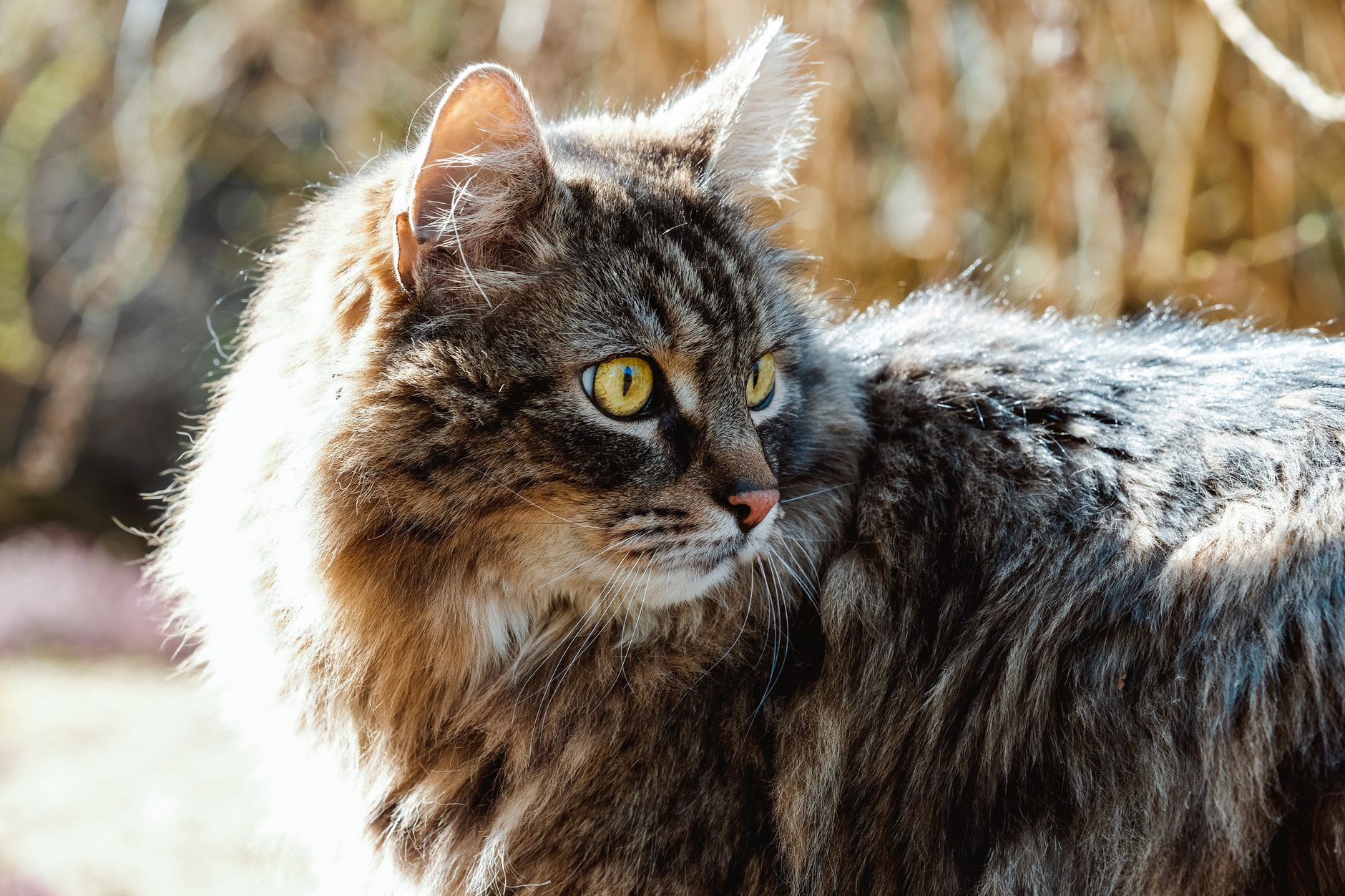 Detalle del pelaje denso e impermeable de un Gato Siberiano
