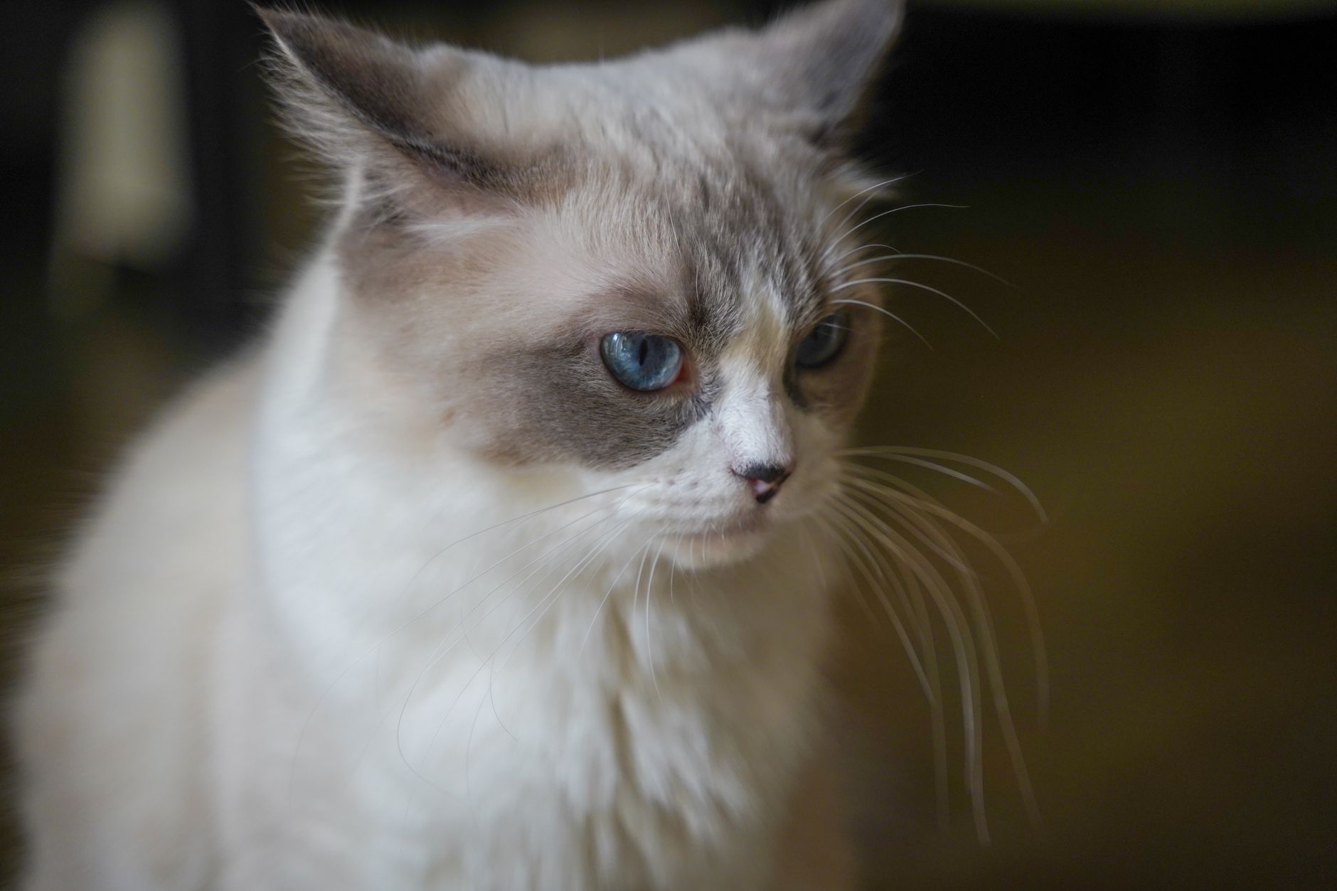 Gato Ragdoll con ojos azules y pelaje semilargo