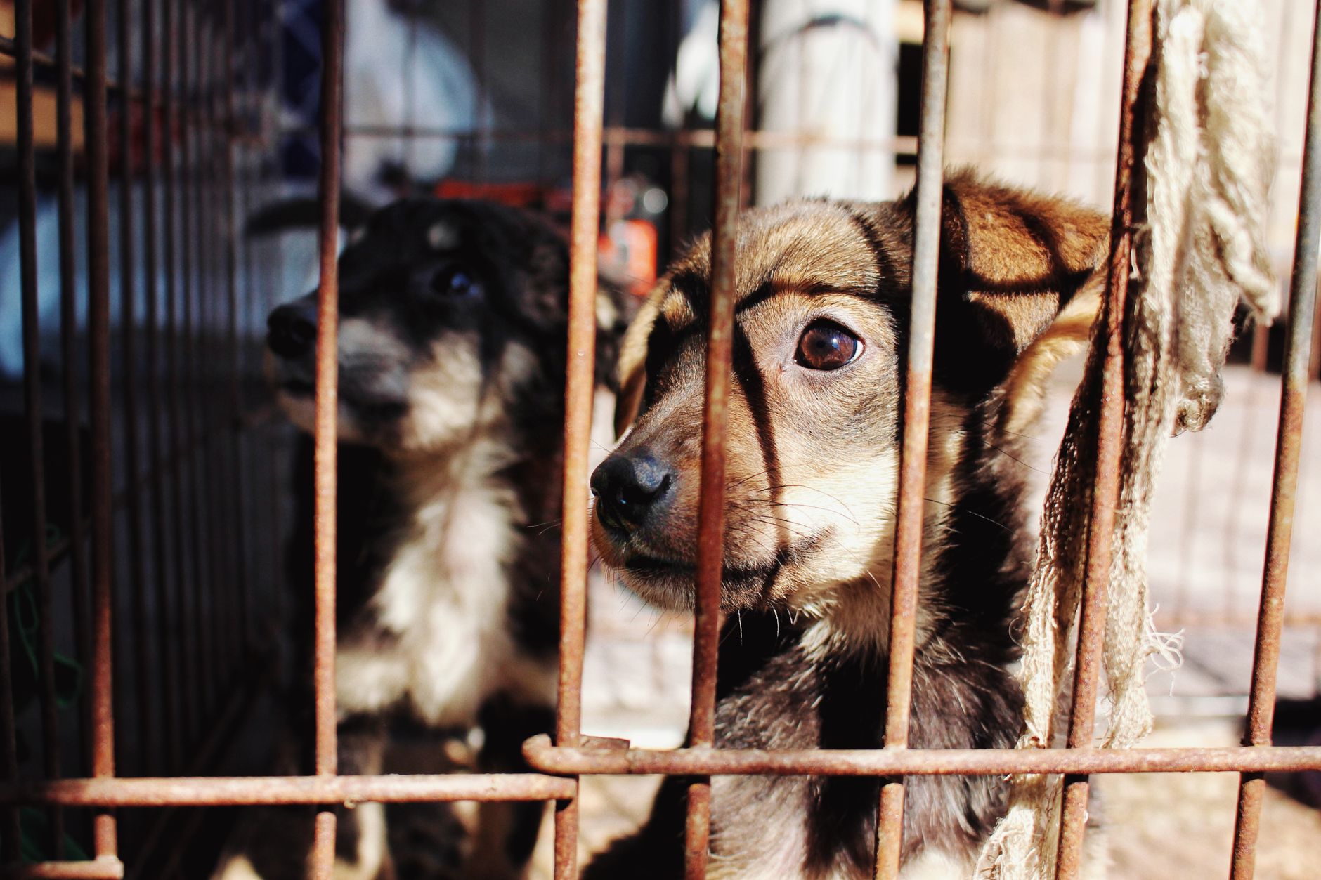 Persona adoptando un perro en una protectora de animales