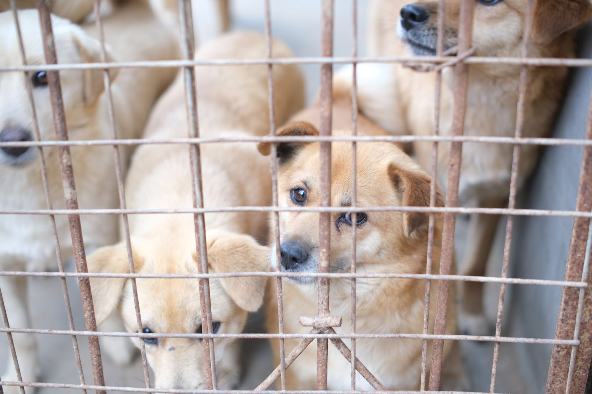Perros en una protectora esperando adopción