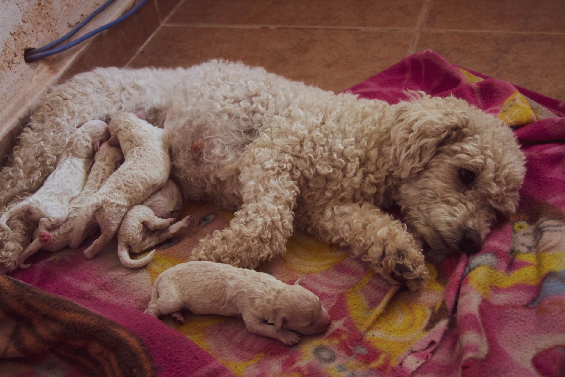 Cachorro de raza con responsabilidad y documentación