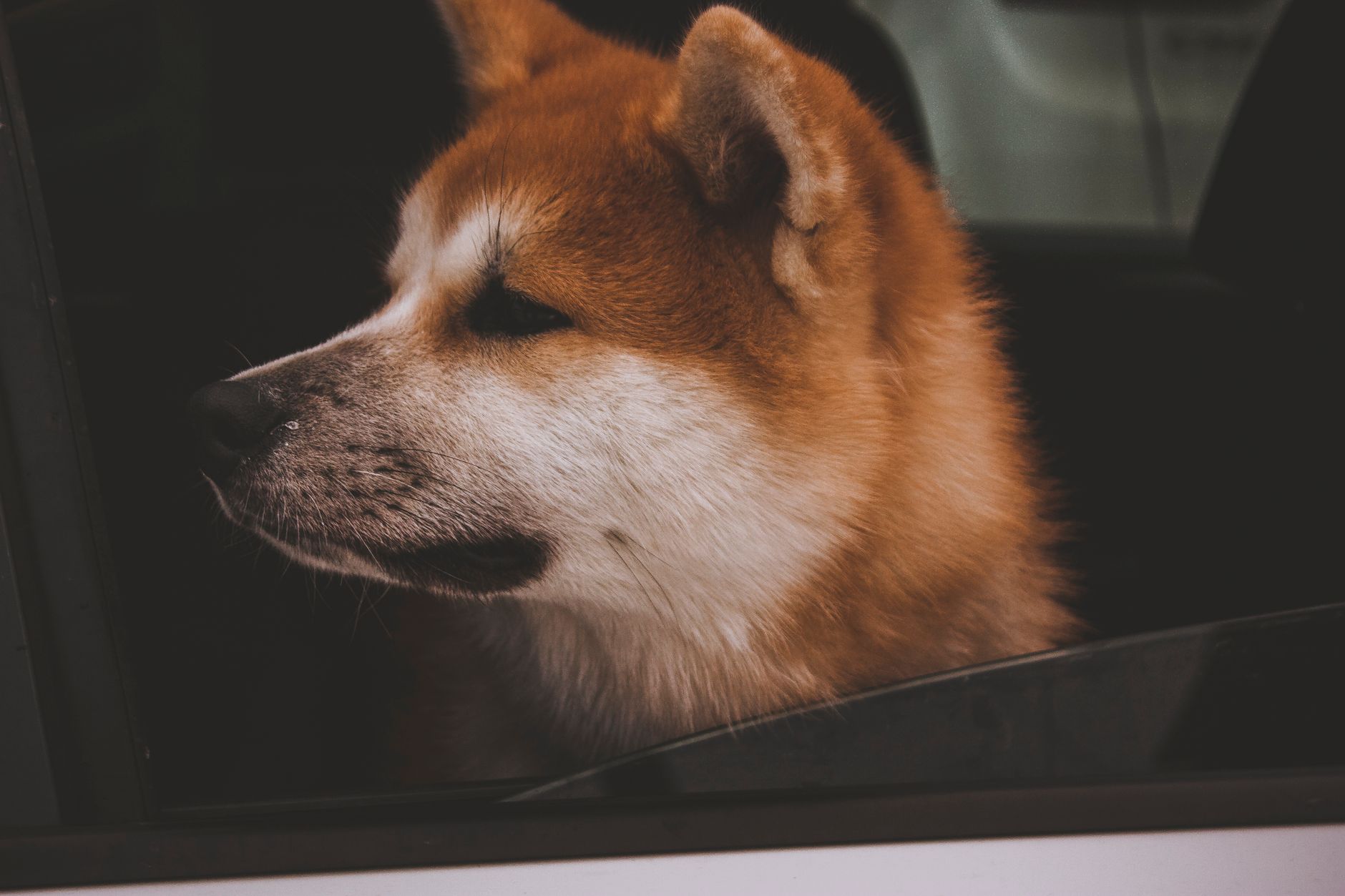 Akita Inu