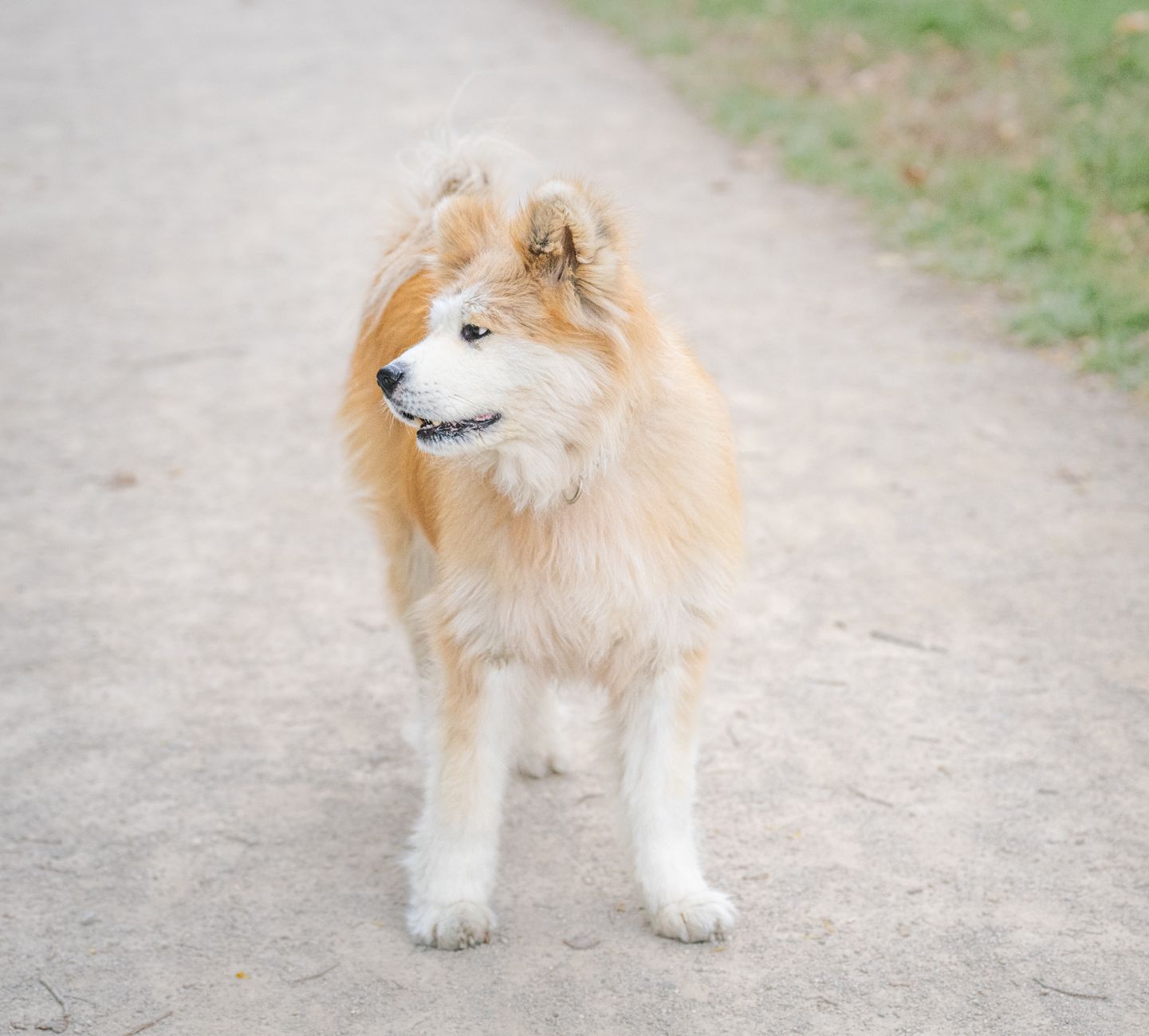 Akita Inu en exterior mostrando porte sereno y mirada alerta
