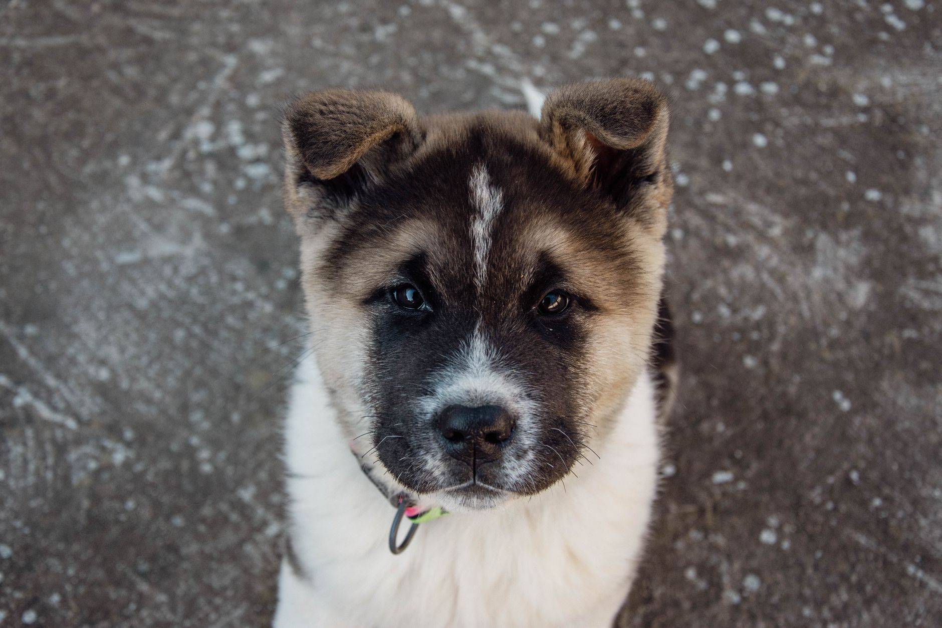 Cachorro de Akita Inu de pelaje claro con expresión curiosa