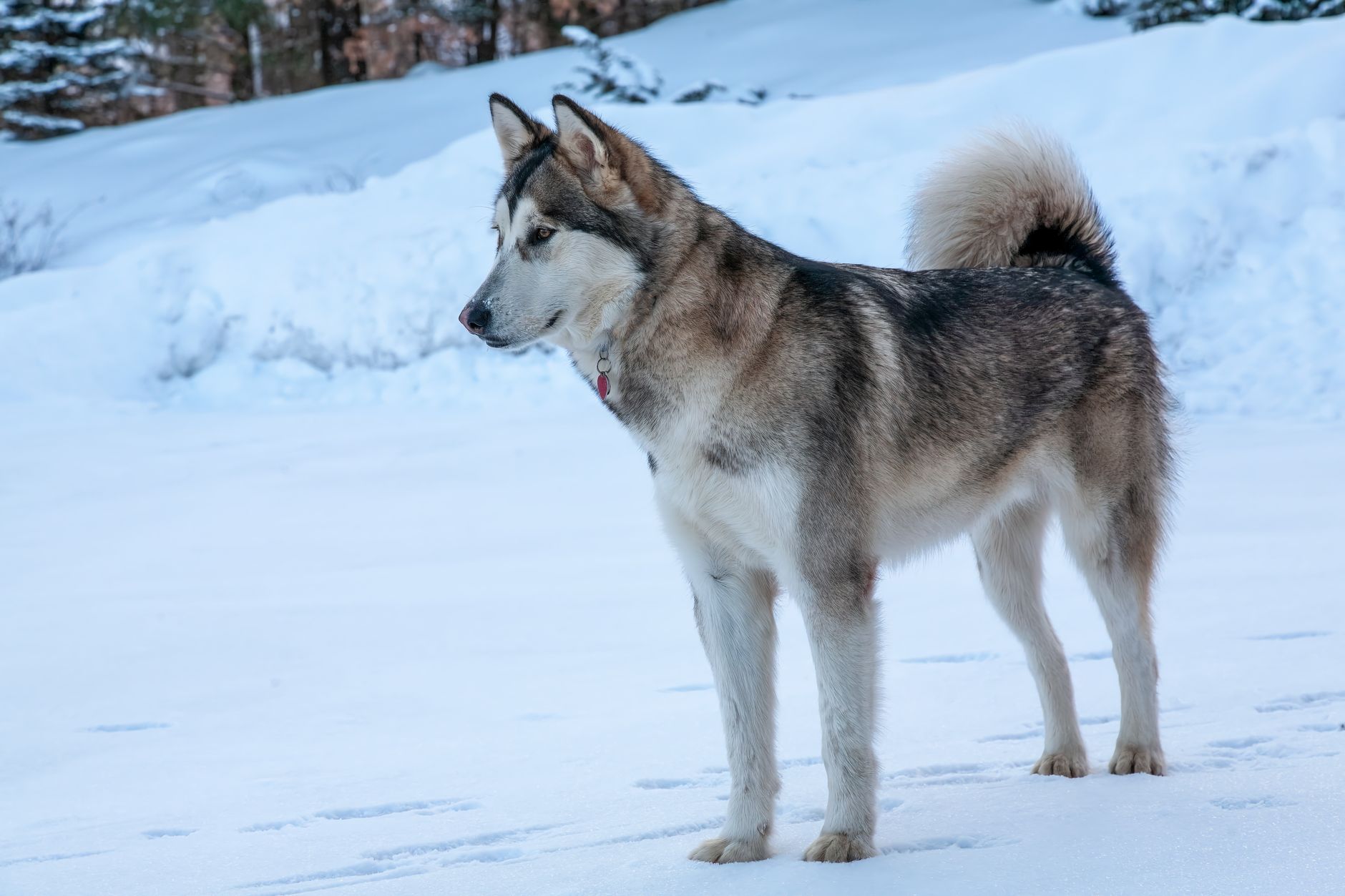 Alaskan Malamute adulto con su imponente pelaje gris y blanco