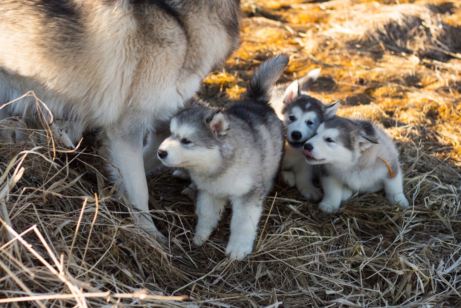 Cachorro de Alaskan Malamute con sus característicos marcajes faciales