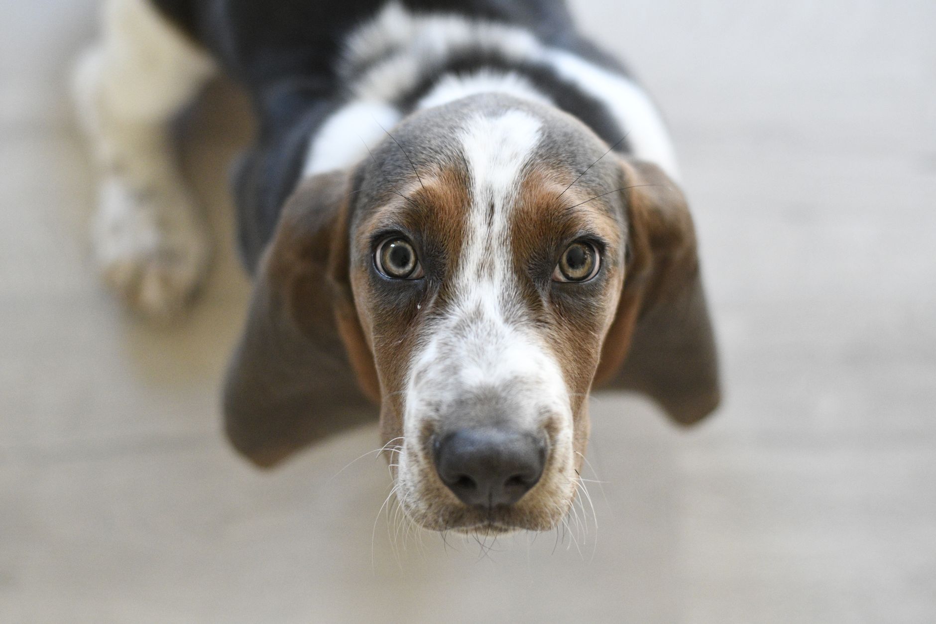 Basset Hound perro retrato características físicas orejas largas