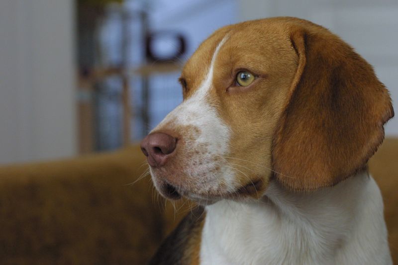 Beagle