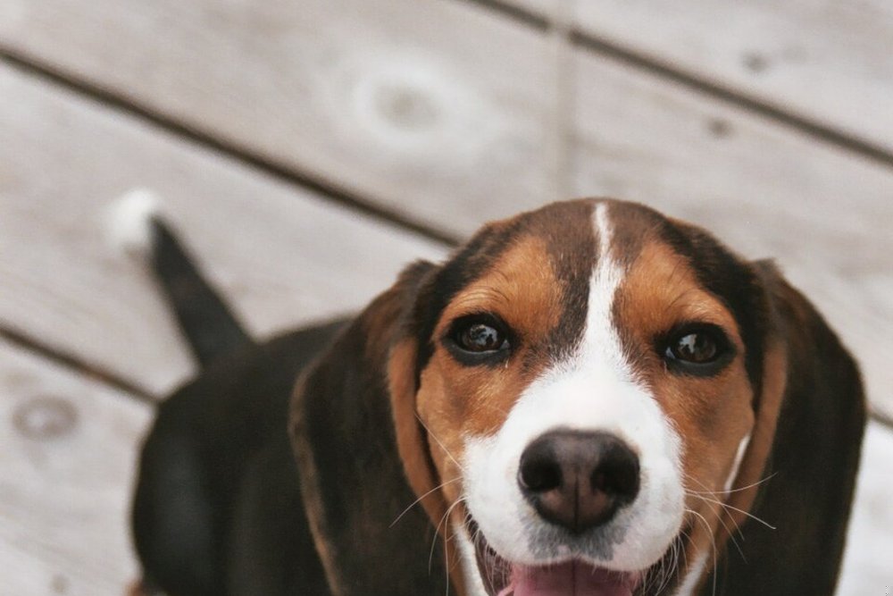 Beagle (perro) ficha de raza