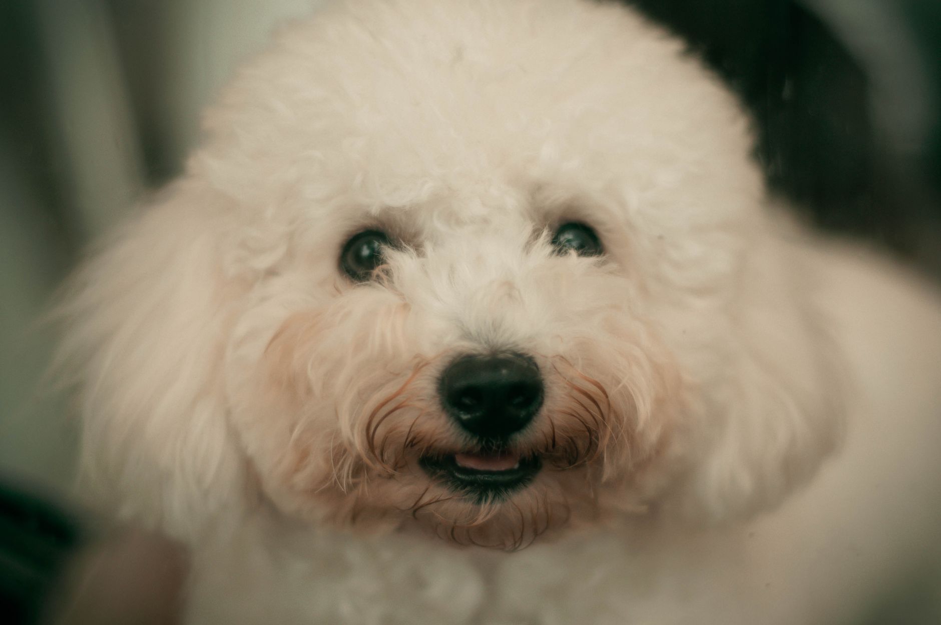 Bichon Frisé adulto con pelaje blanco rizado esponjoso