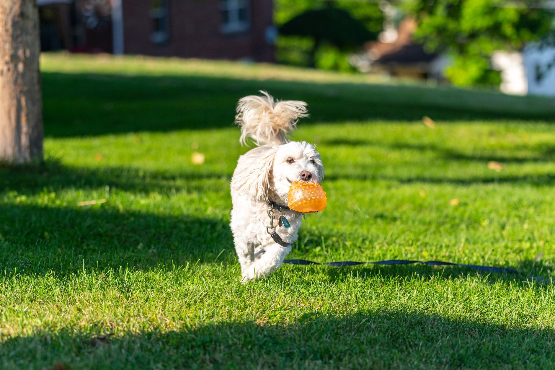Cachorro de Bichon Frisé jugando en el exterior con su pelaje blanco esponjoso