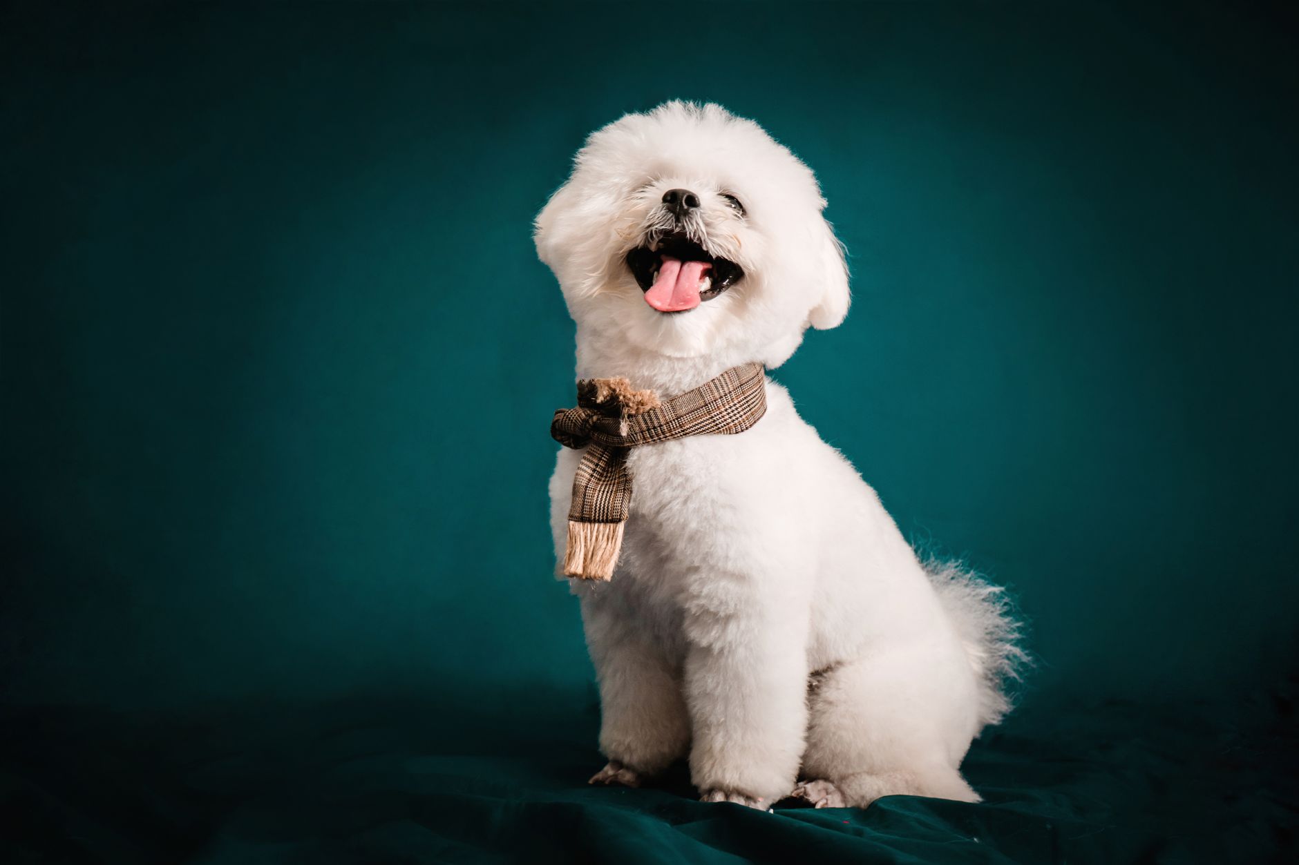Bichon Frisé adulto con pelo blanco rizado perfectamente acicalado