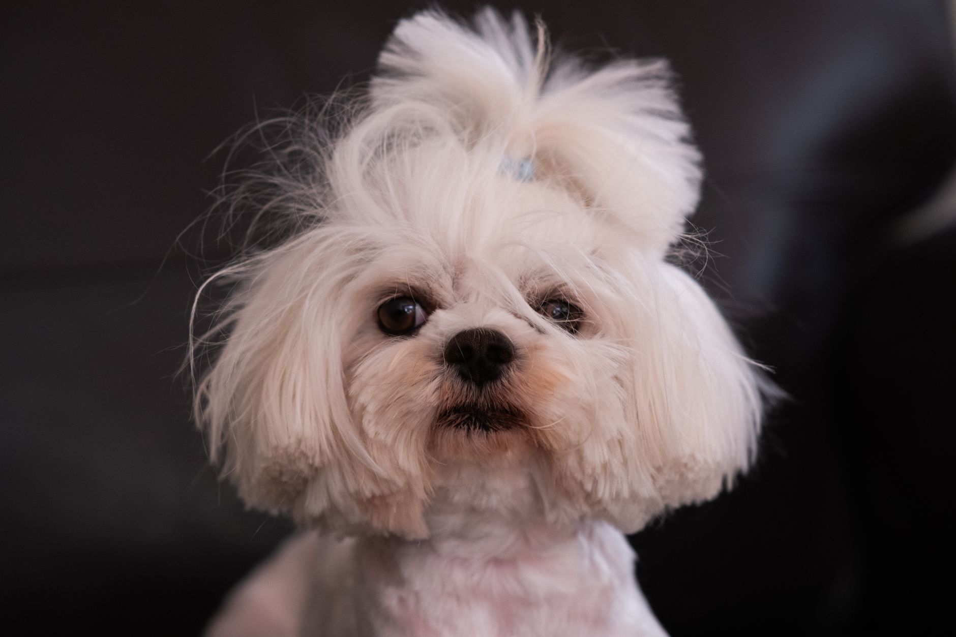 Bichón Maltés blanco con pelaje sedoso largo