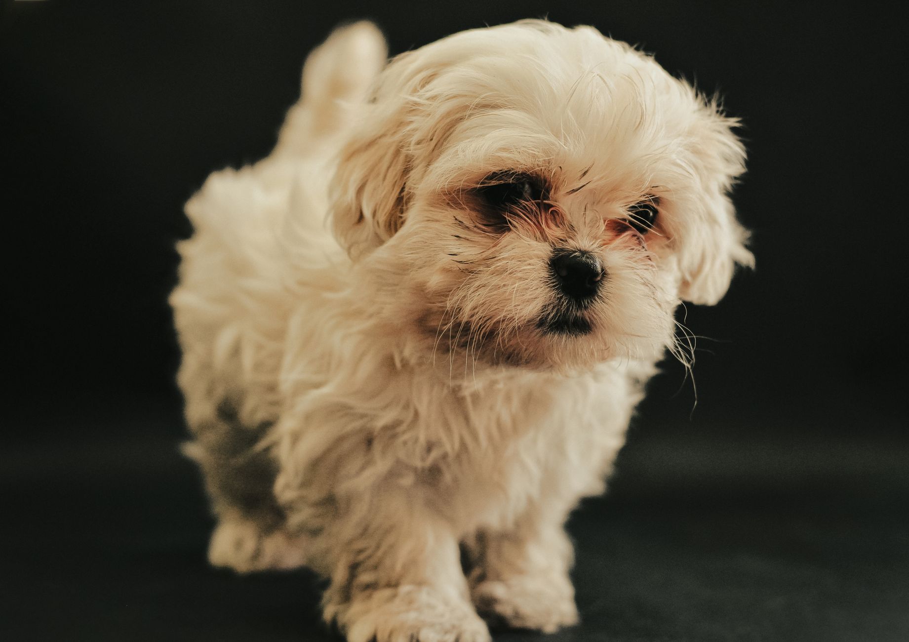Cachorro de Bichón Maltés blanco muy pequeño