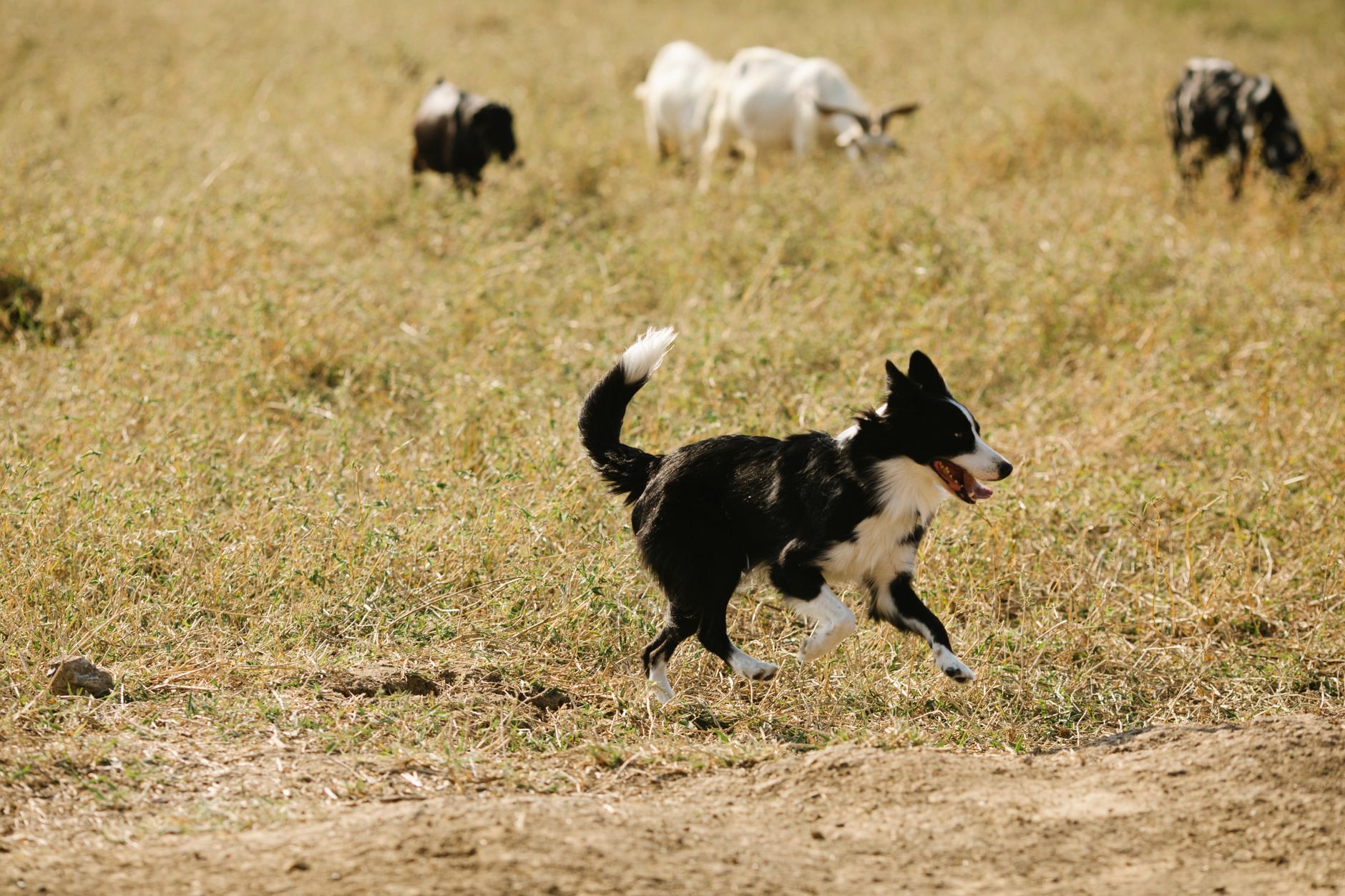 Border Collie corriendo en campo abierto