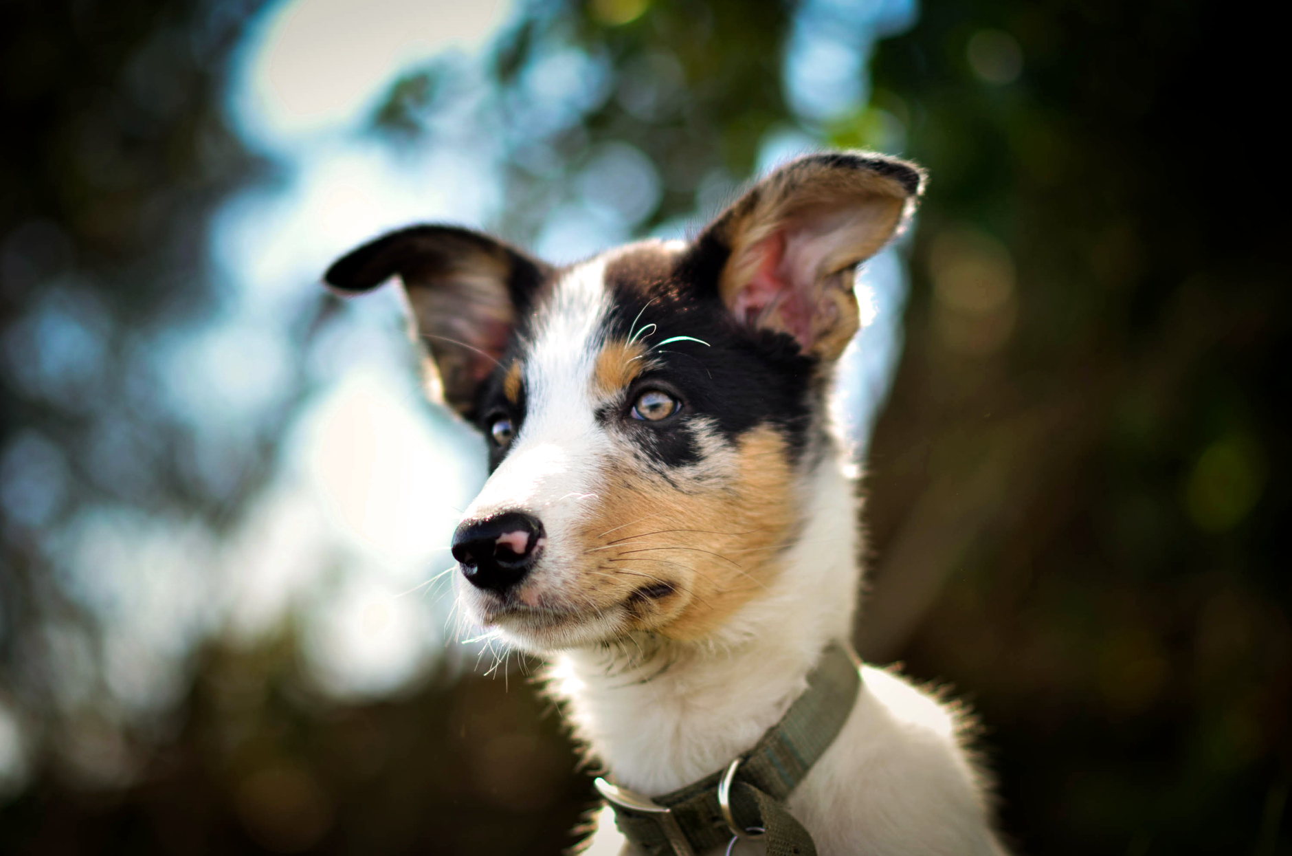 Border Collie cachorro de cerca