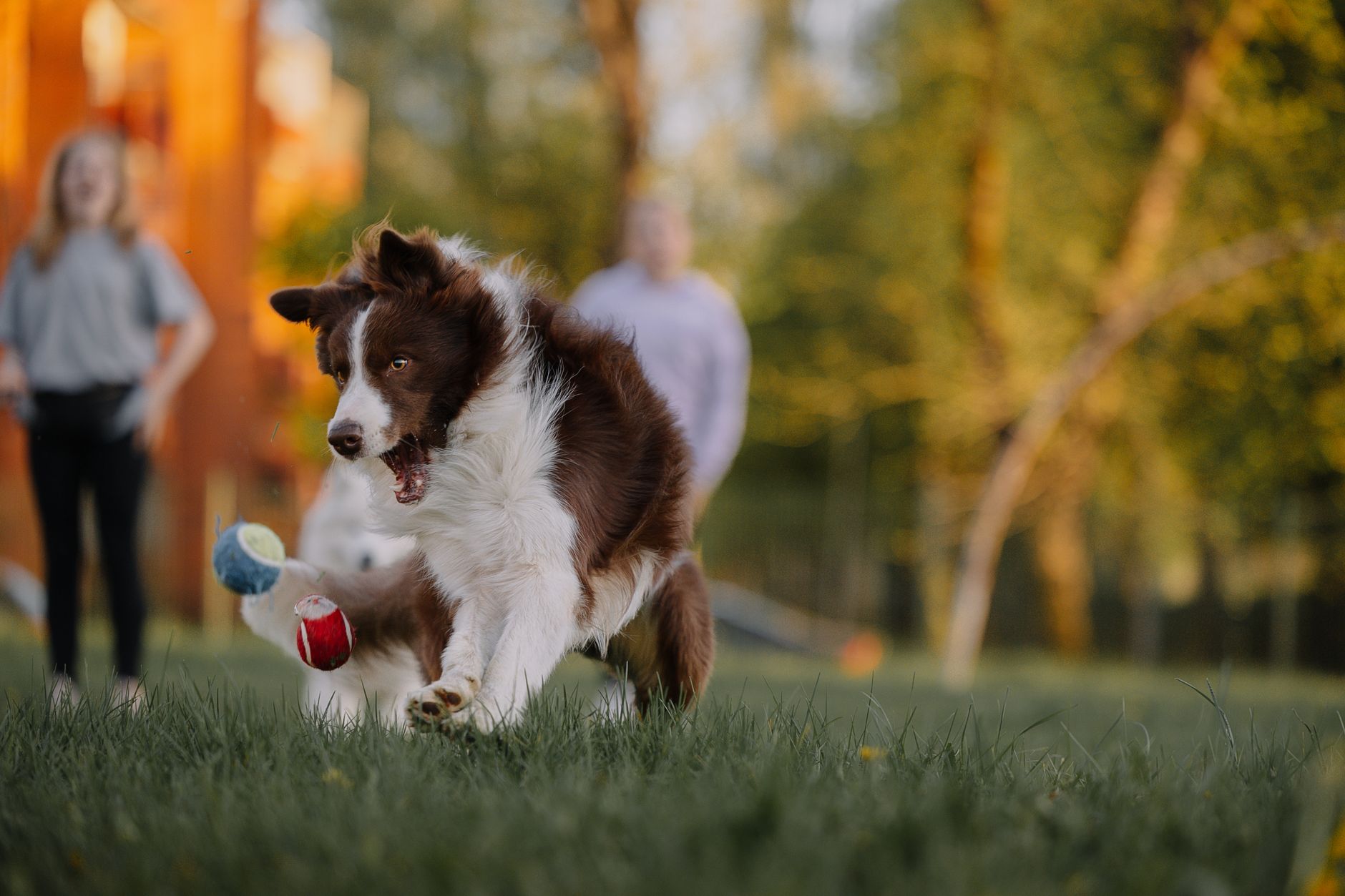 Border Collie jugando con niños en el jardín