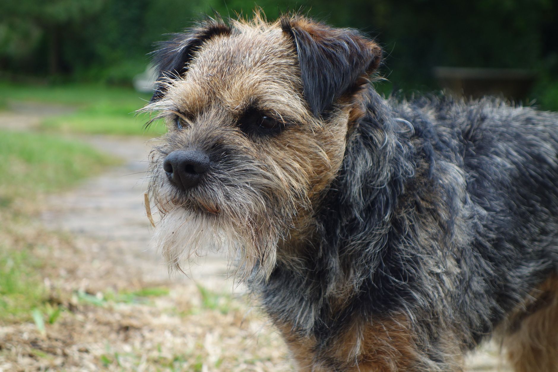 Border Terrier retrato con pelaje áspero característico