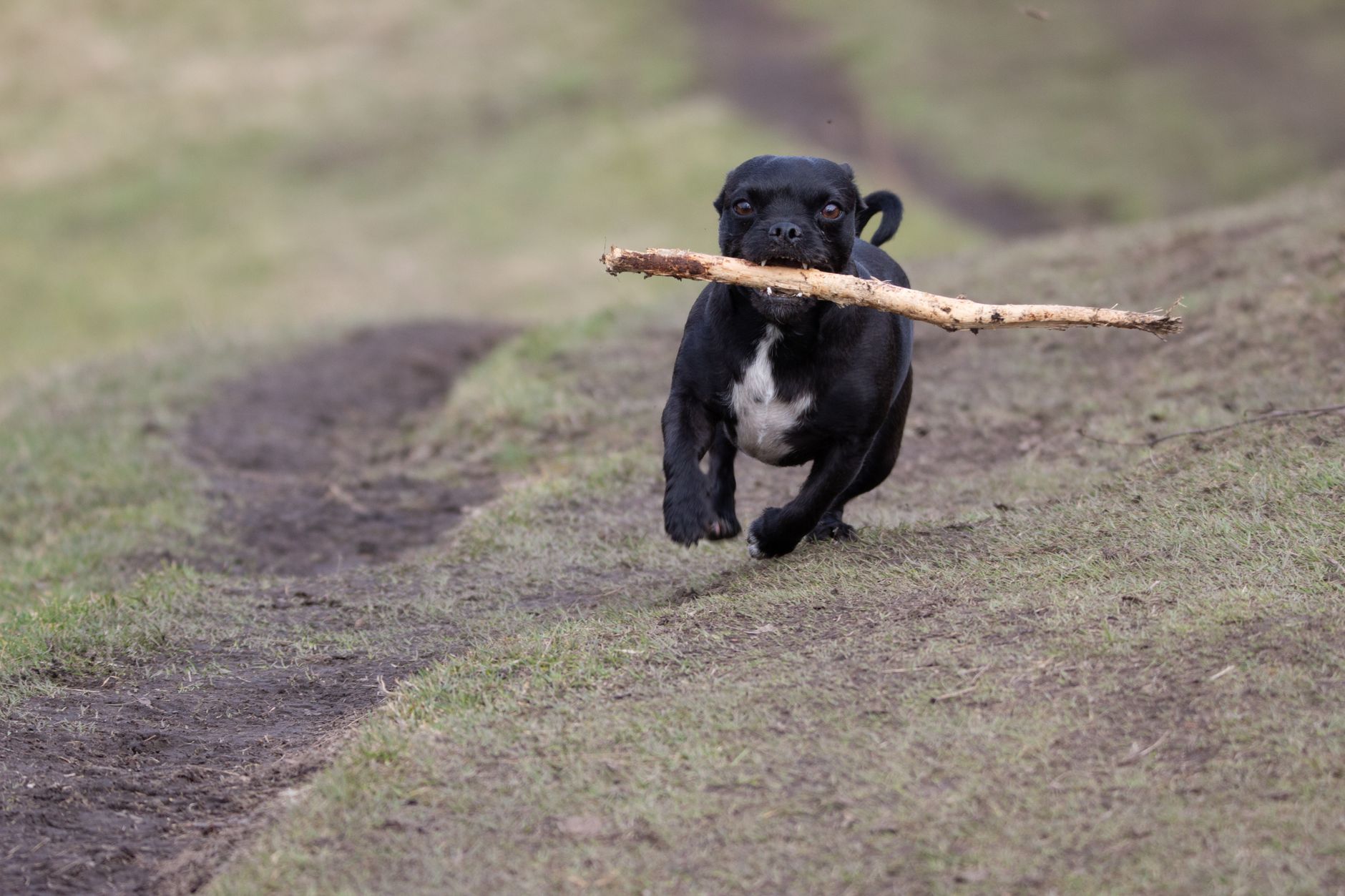 Border Terrier en actitud alerta corriendo por el campo
