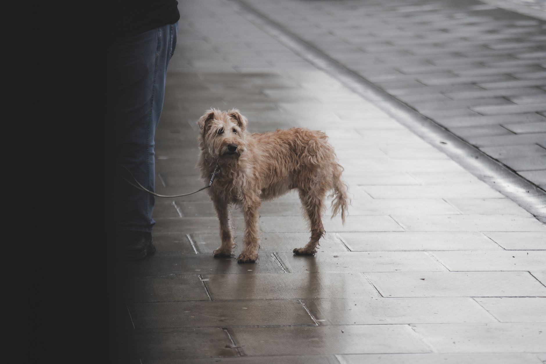 Border Terrier mostrando su carácter alegre y atento