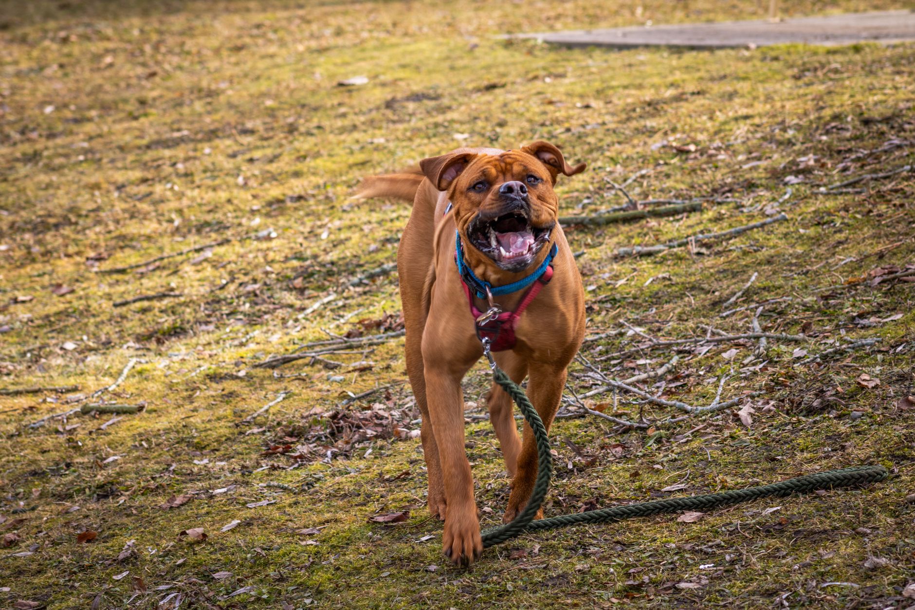 Bóxer jugando en el jardín