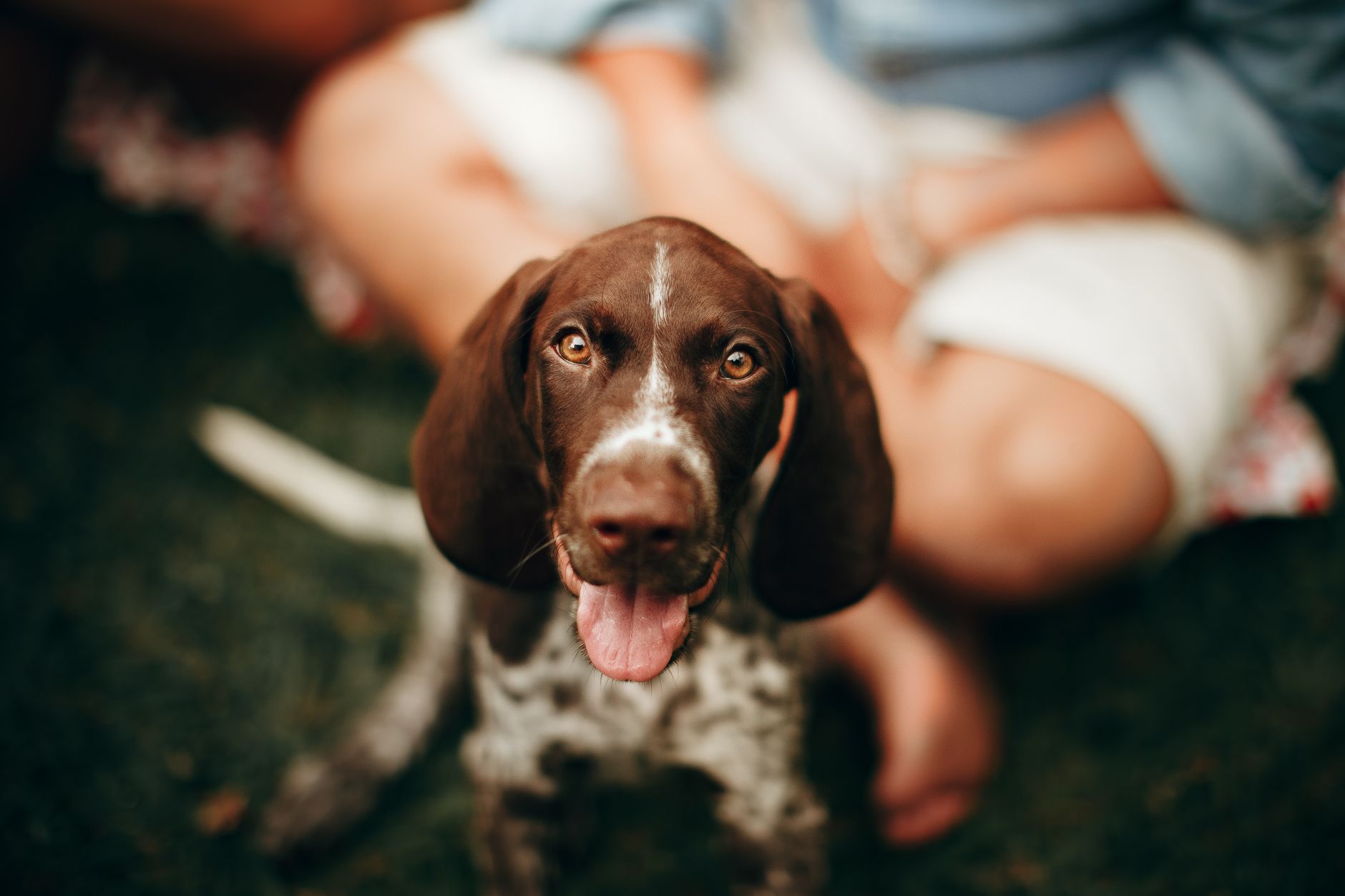 Cachorro de Braco Alemán con expresión curiosa y orejas largas