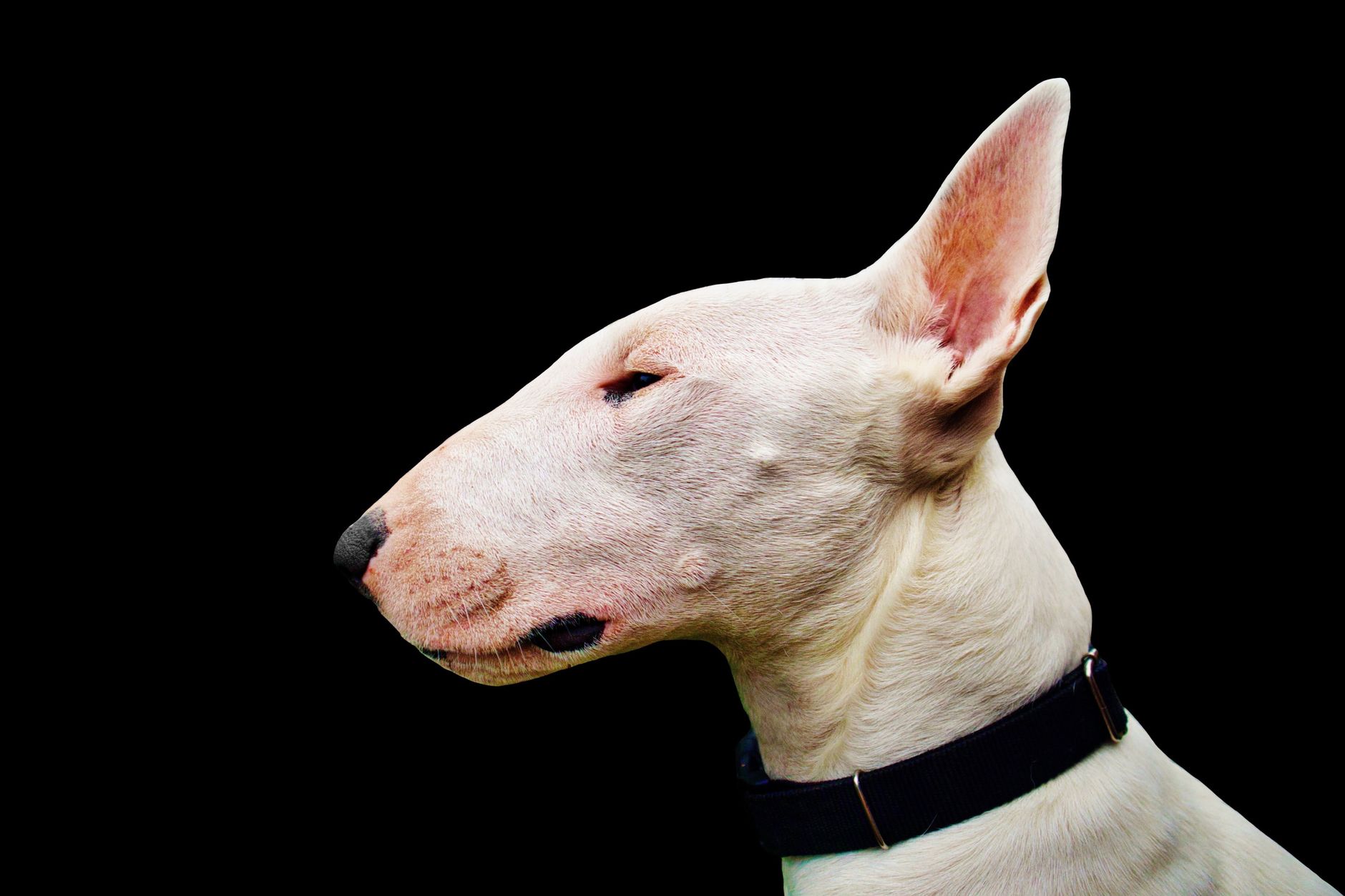 Bull Terrier blanco de perfil mostrando su cabeza ovalada característica