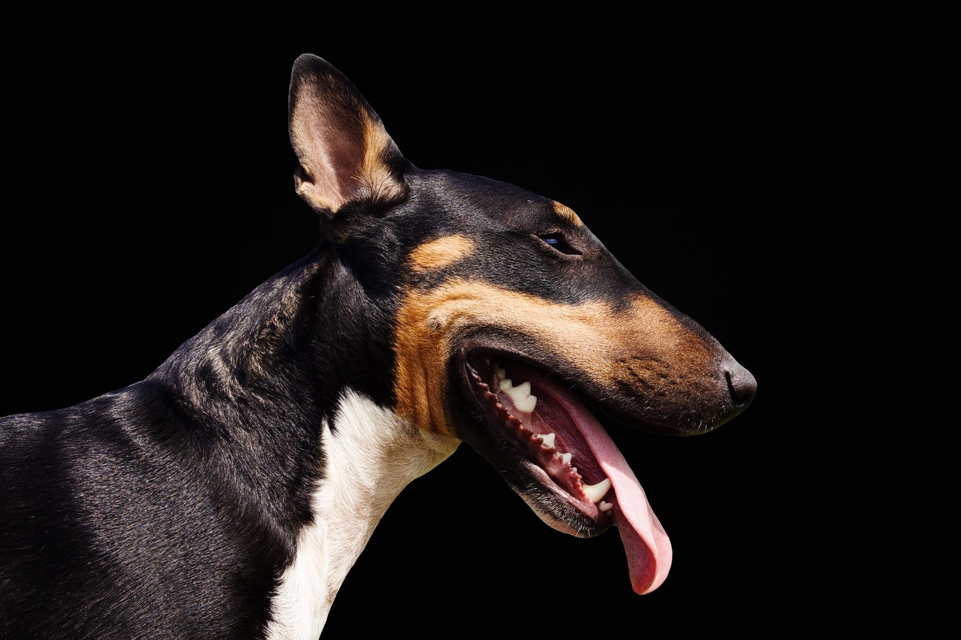 Bull Terrier tricolor con su característica cabeza ovalada de perfil convexo