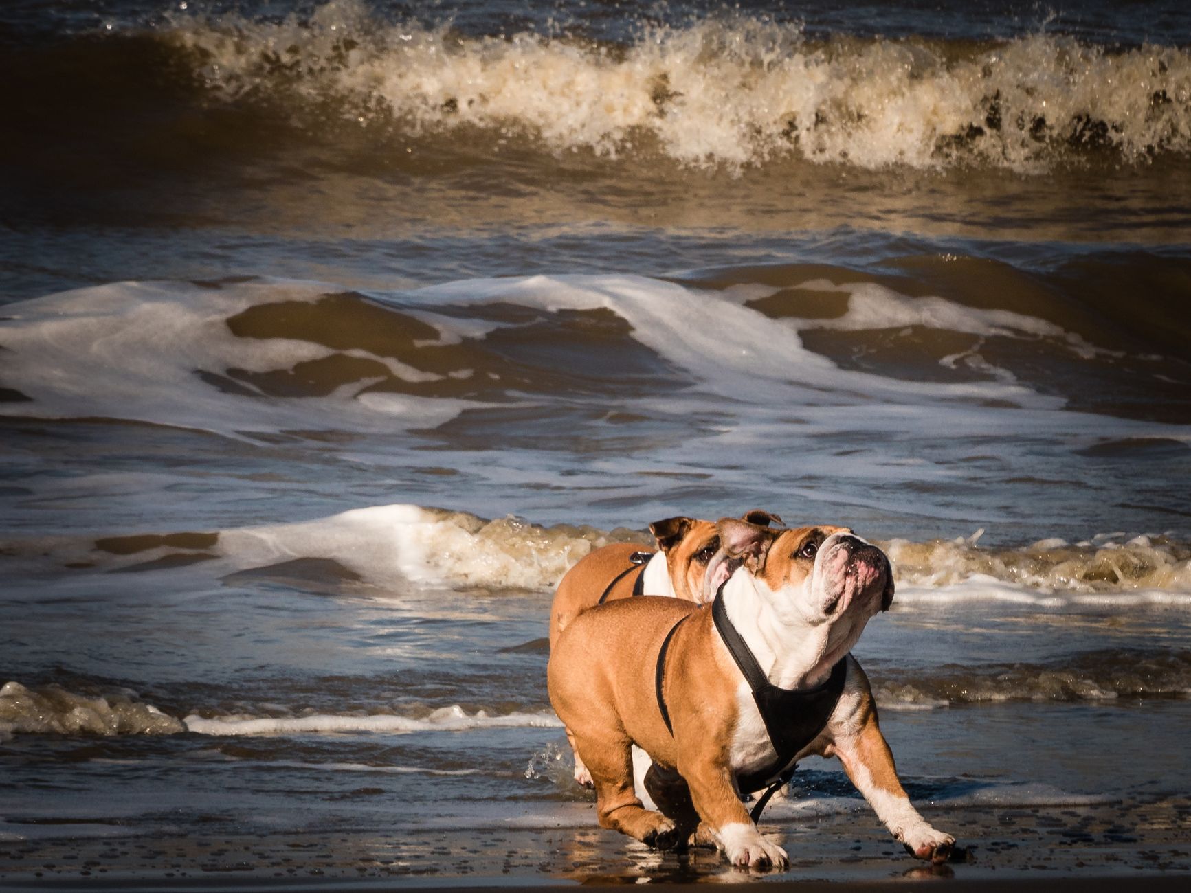 Bulldog Inglés
