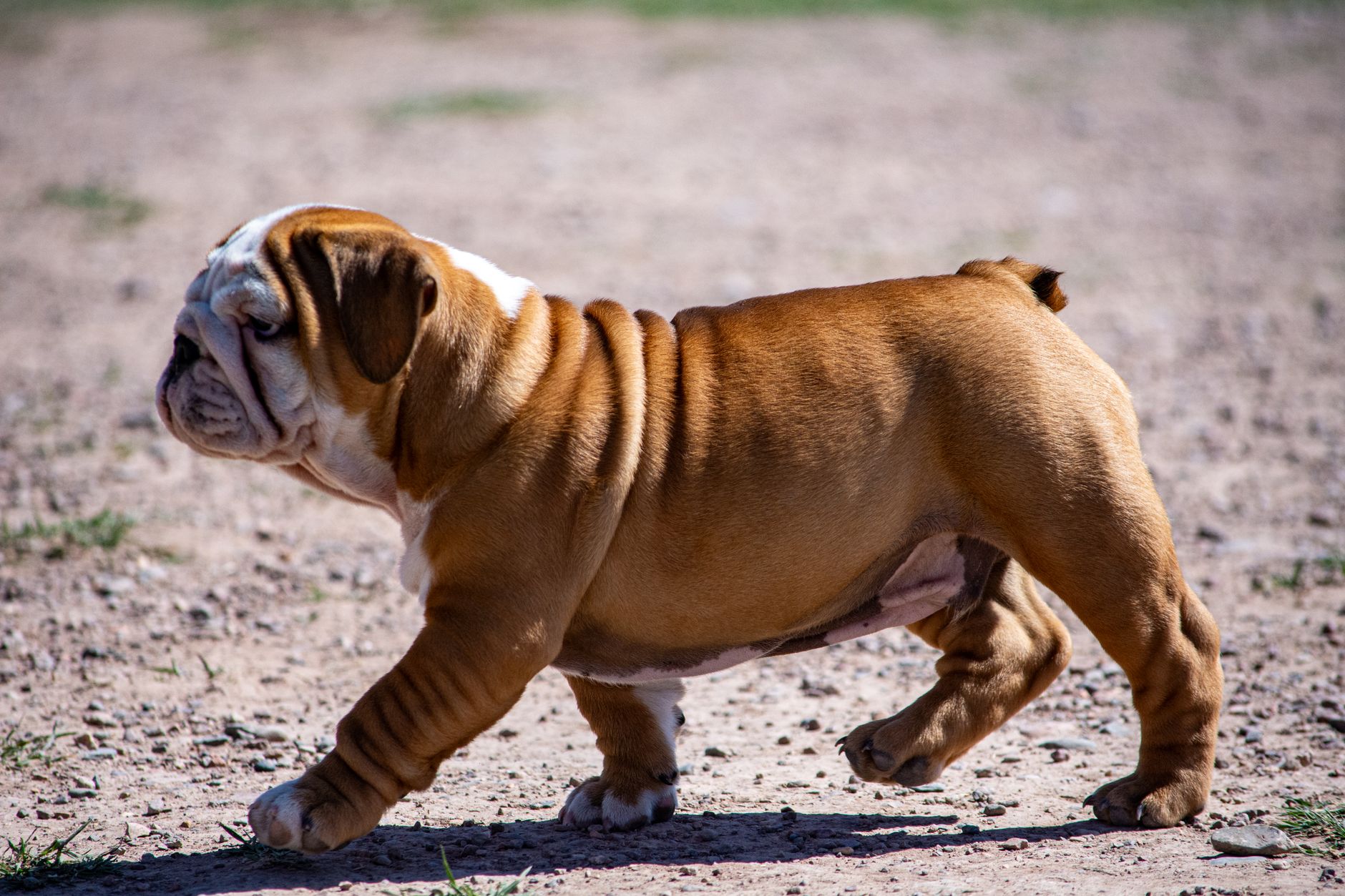 Bulldog Inglés cachorro