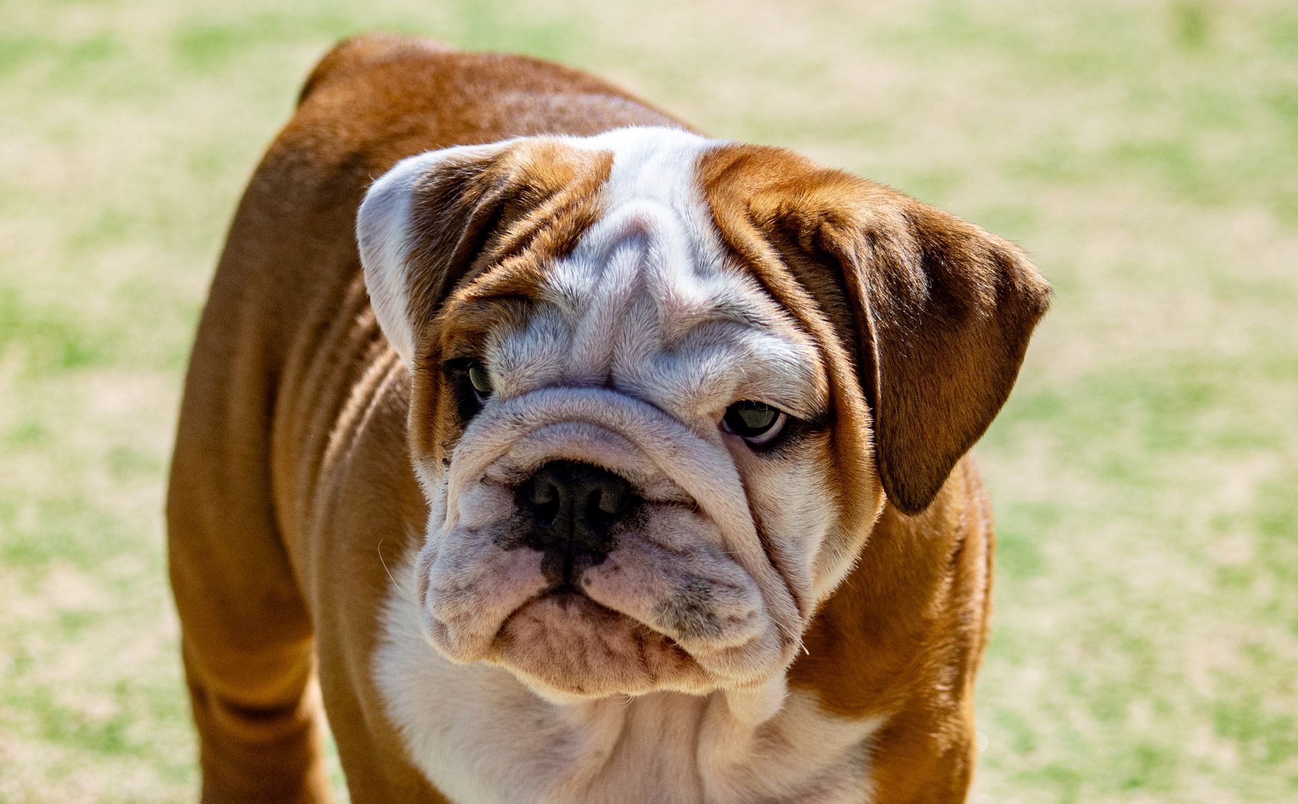 Bulldog Inglés arrugas cara