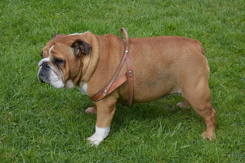 Bulldog Ingles (perro) ficha de raza
