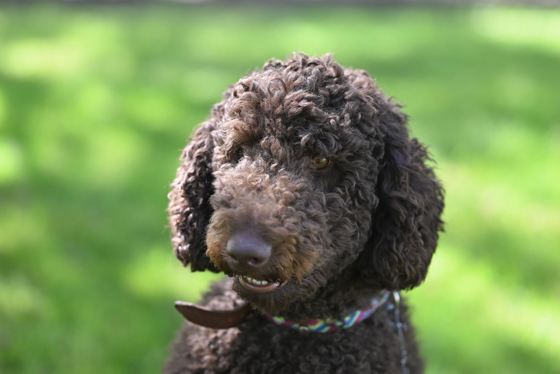 Caniche con pelo rizado característico jugando al aire libre