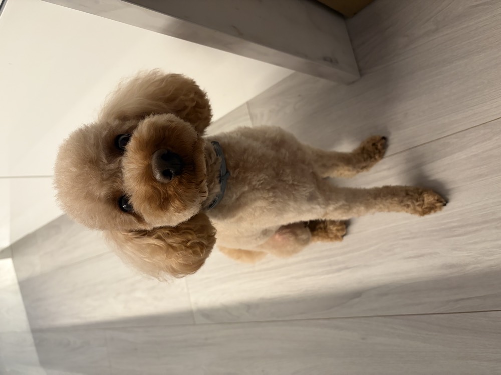 Caniche (Poodle)