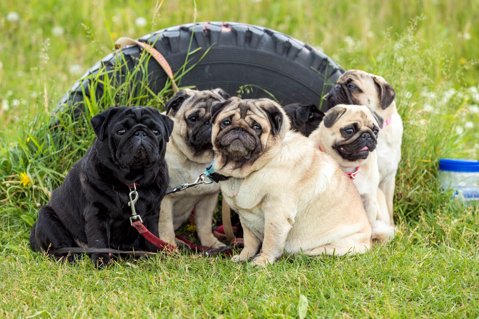 Carlino (Pug)