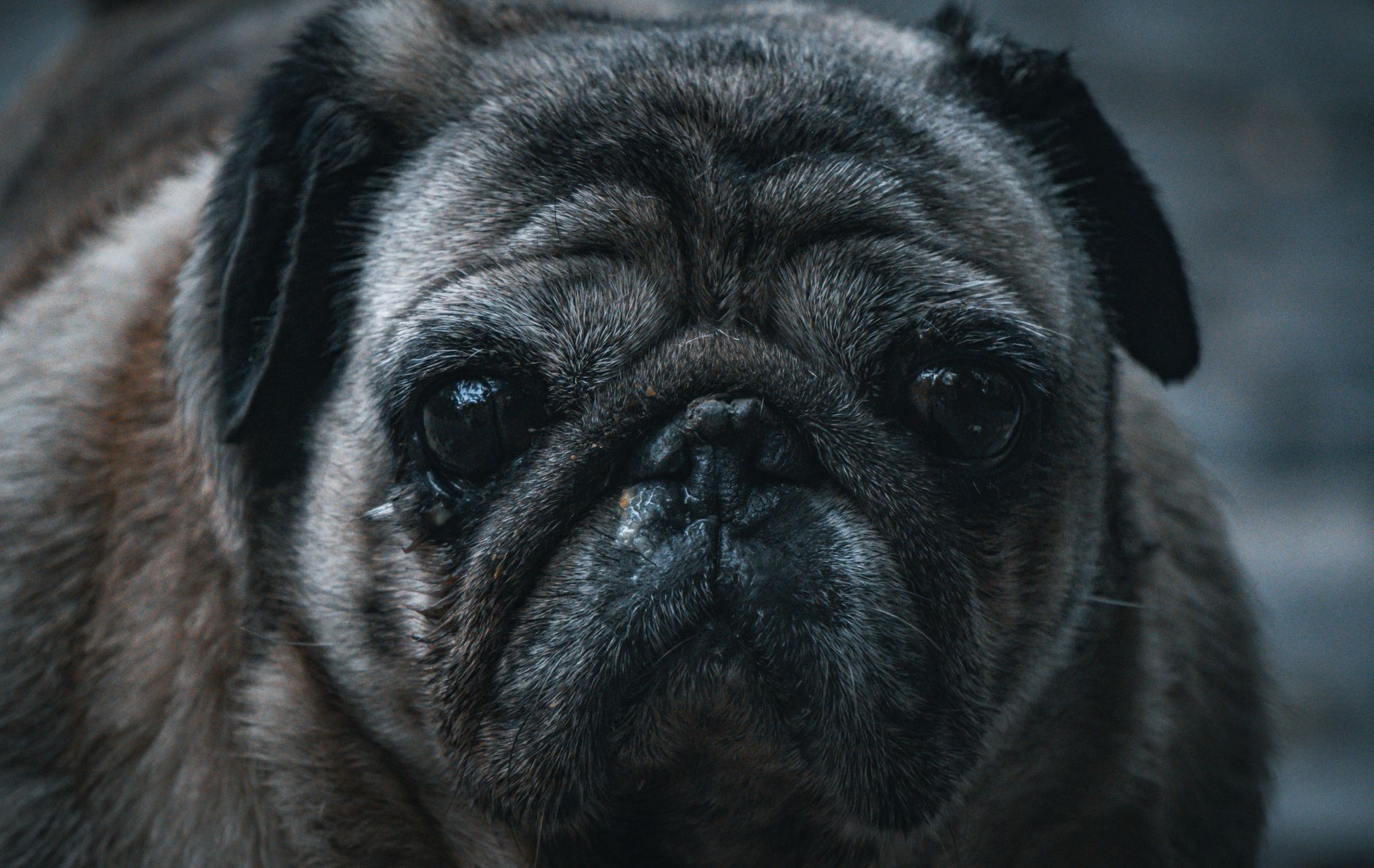 Retrato de carlino pug de cerca mostrando arrugas faciales