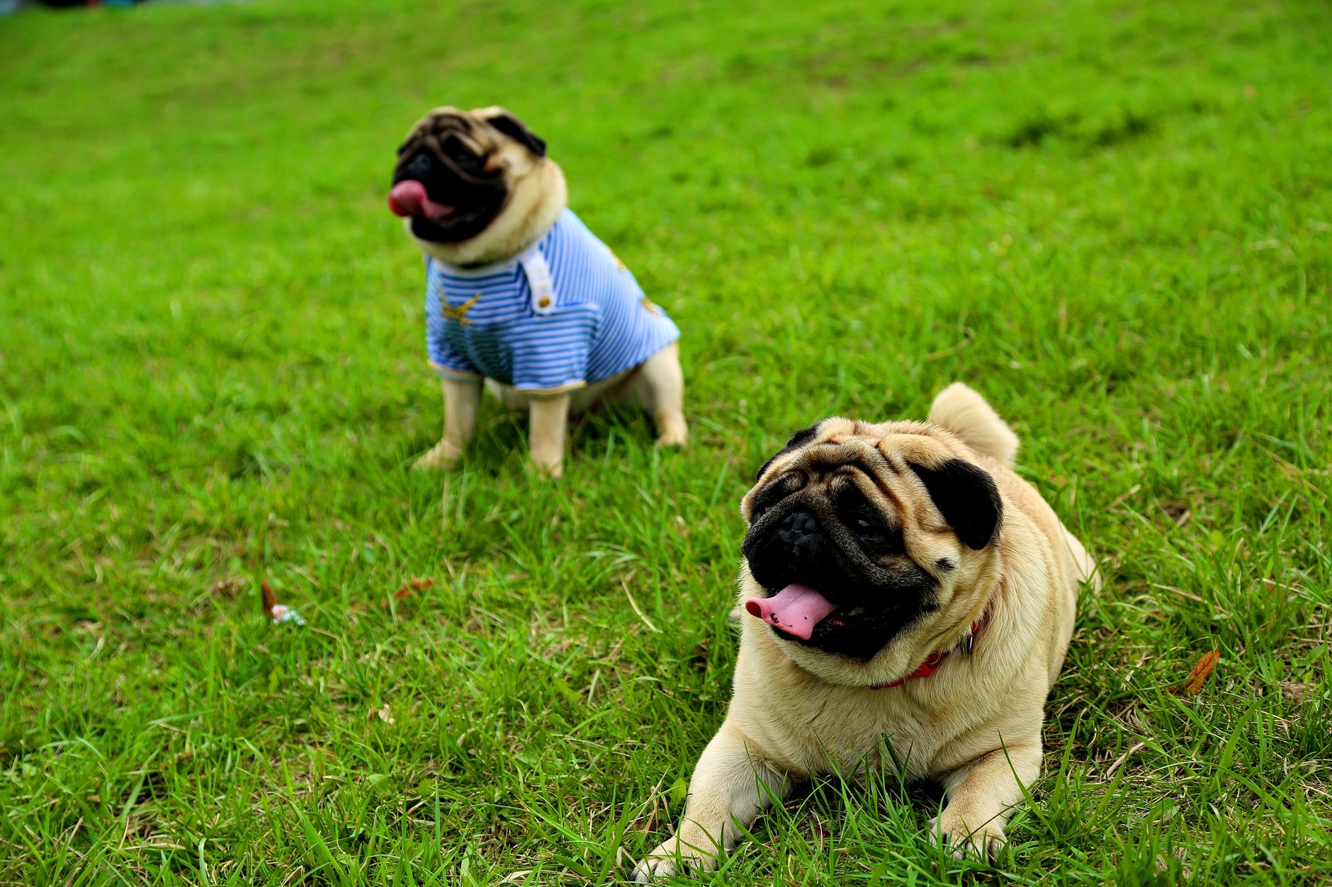 Cachorro carlino pug aprendiendo comandos básicos de adiestramiento