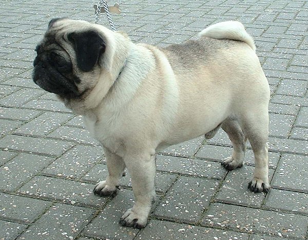 Carlino o Pug (perro) ficha de raza